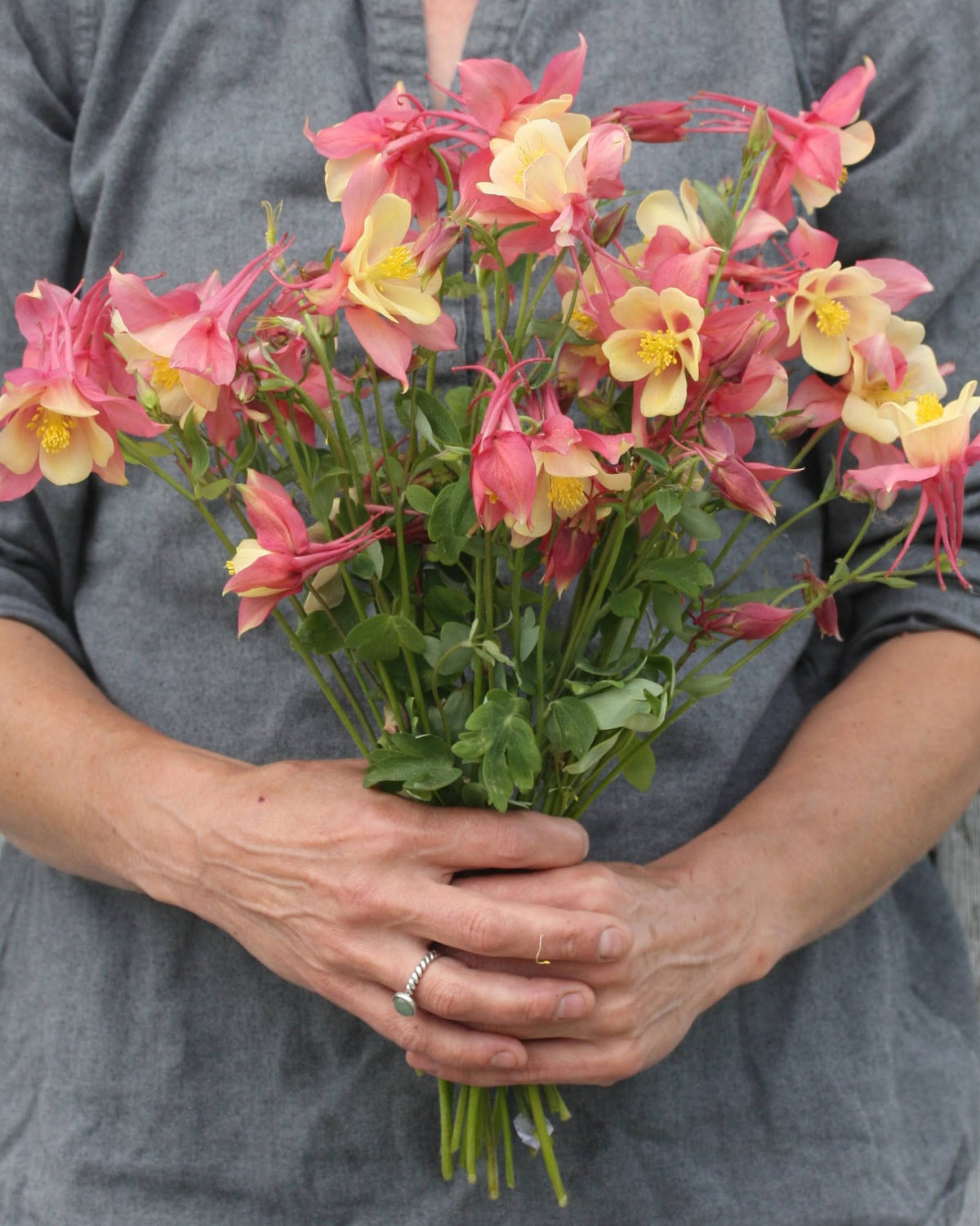 Akeleie Swan Pink Yellow – store blomster i korallrosa og lys gul med fine markeringer, flerårig H8-staude ca. 40–70 cm