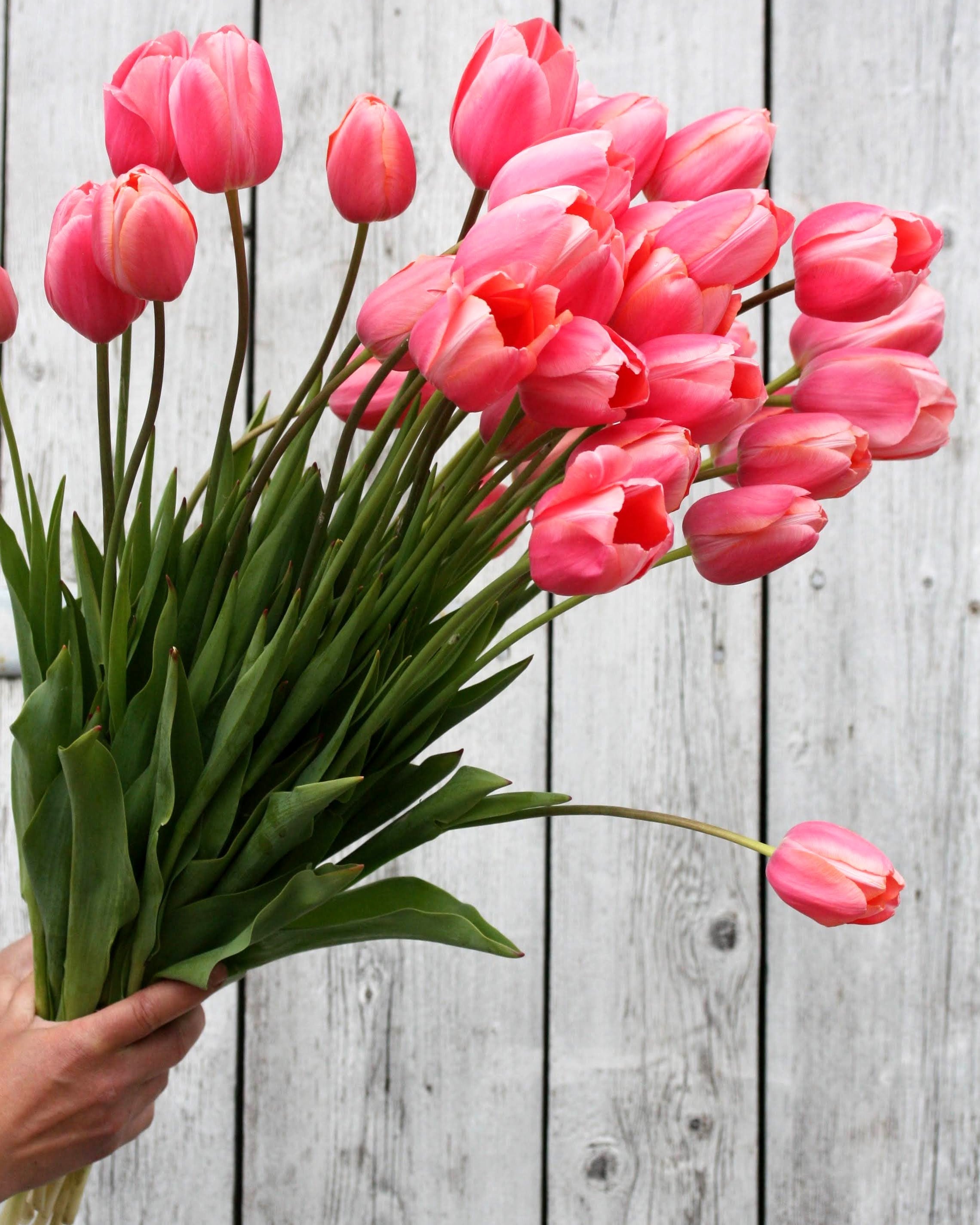 Tulipan Menton – halvåpen fransk tulipan med enorm korallrosa blomst