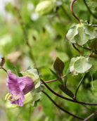 Klokkeranke Blå - klatreplante med frodig grønt bladverk og blomster