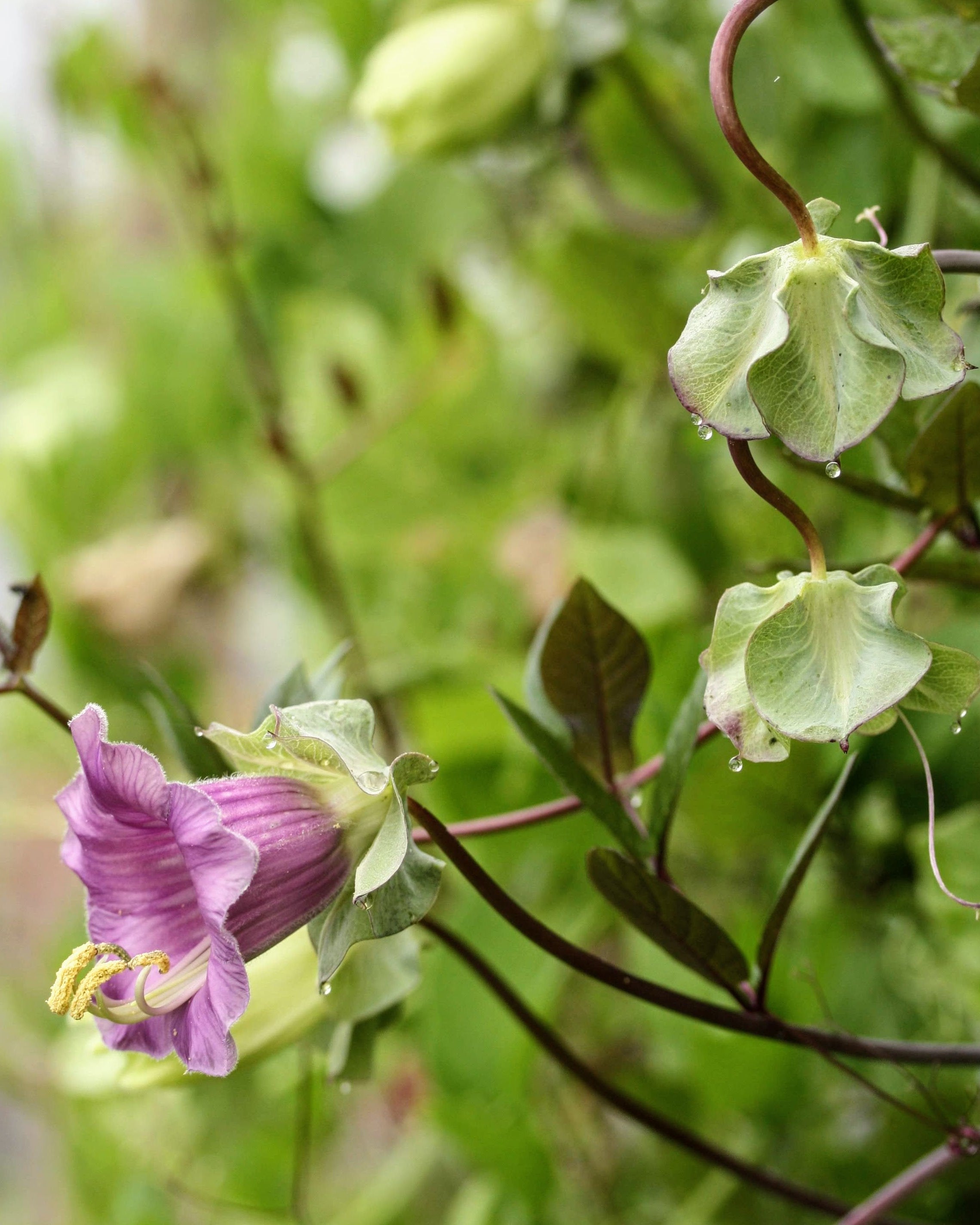 Klokkeranke Blå - klatreplante med frodig grønt bladverk og blomster