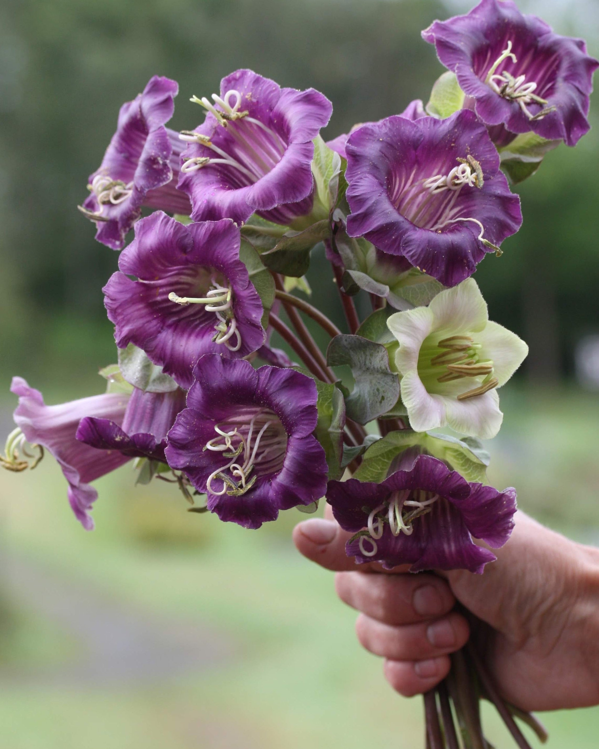 Klokkeranke Blå - store blåfiolette klokkeformede blomster