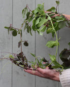 Klokkeranke Blå - detalj av blomst med synlige støvdragere og beger
