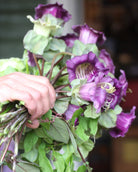Klokkeranke Blå - modne blåfiolette blomster på klatreplante