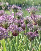 Stjerneprydløk Allium christophii – kraftig stilk med spektakulært blomsterhode, høyde ca. 30–40 cm