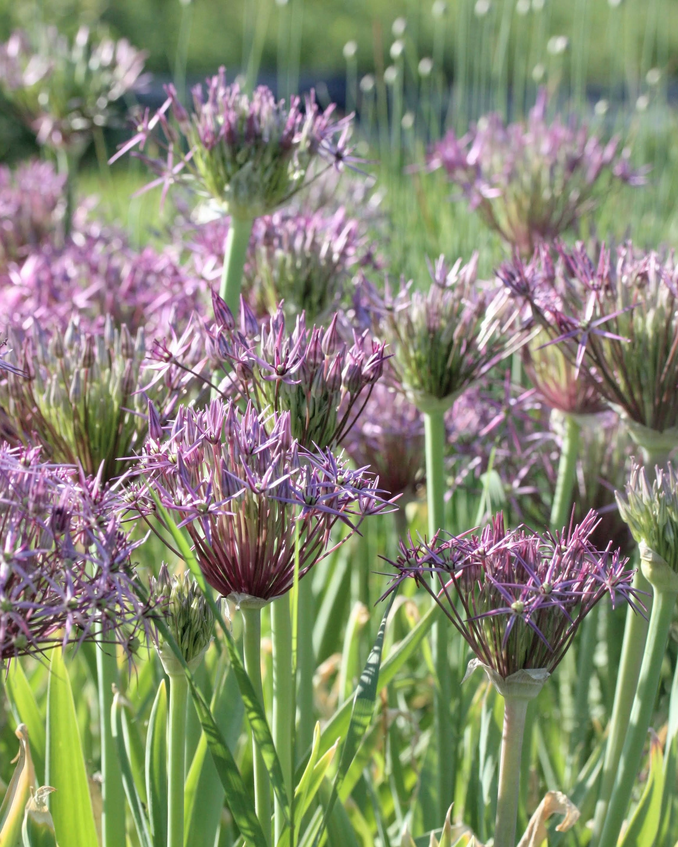 Stjerneprydløk Allium christophii – kraftig stilk med spektakulært blomsterhode, høyde ca. 30–40 cm