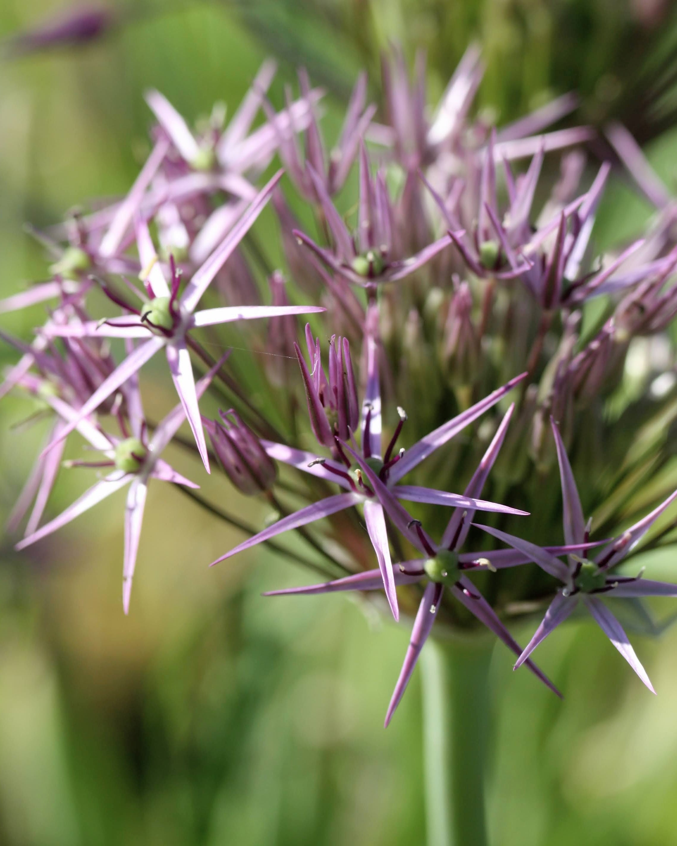 Stjerneprydløk Allium christophii – enorm luftig blomsterkule med hundrevis av stjerneformede blomster