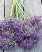 Stjerneprydløk Allium christophii – gruppe av stjerneprydløk i hagebed ved forsommerblomstring