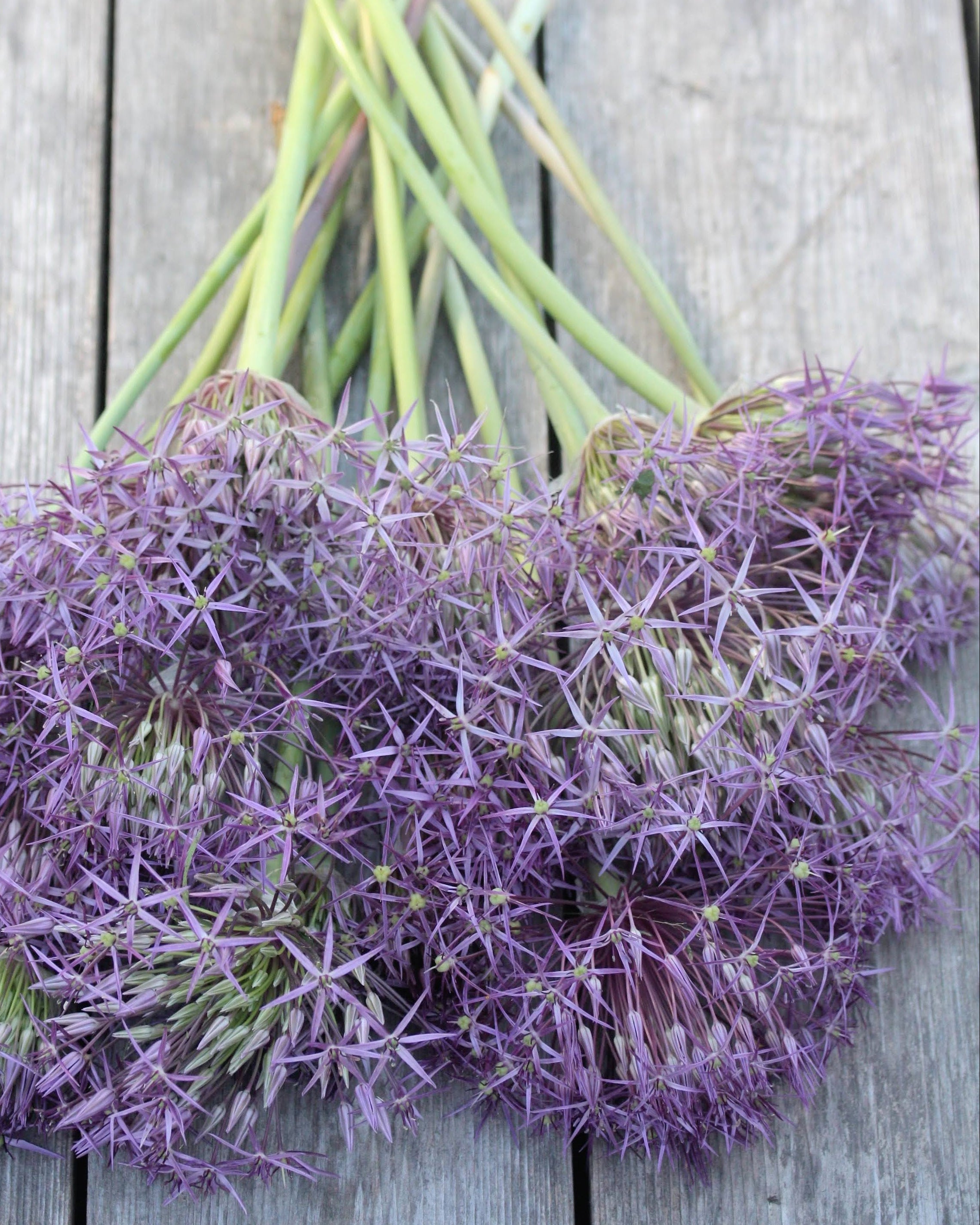 Stjerneprydløk Allium christophii – gruppe av stjerneprydløk i hagebed ved forsommerblomstring