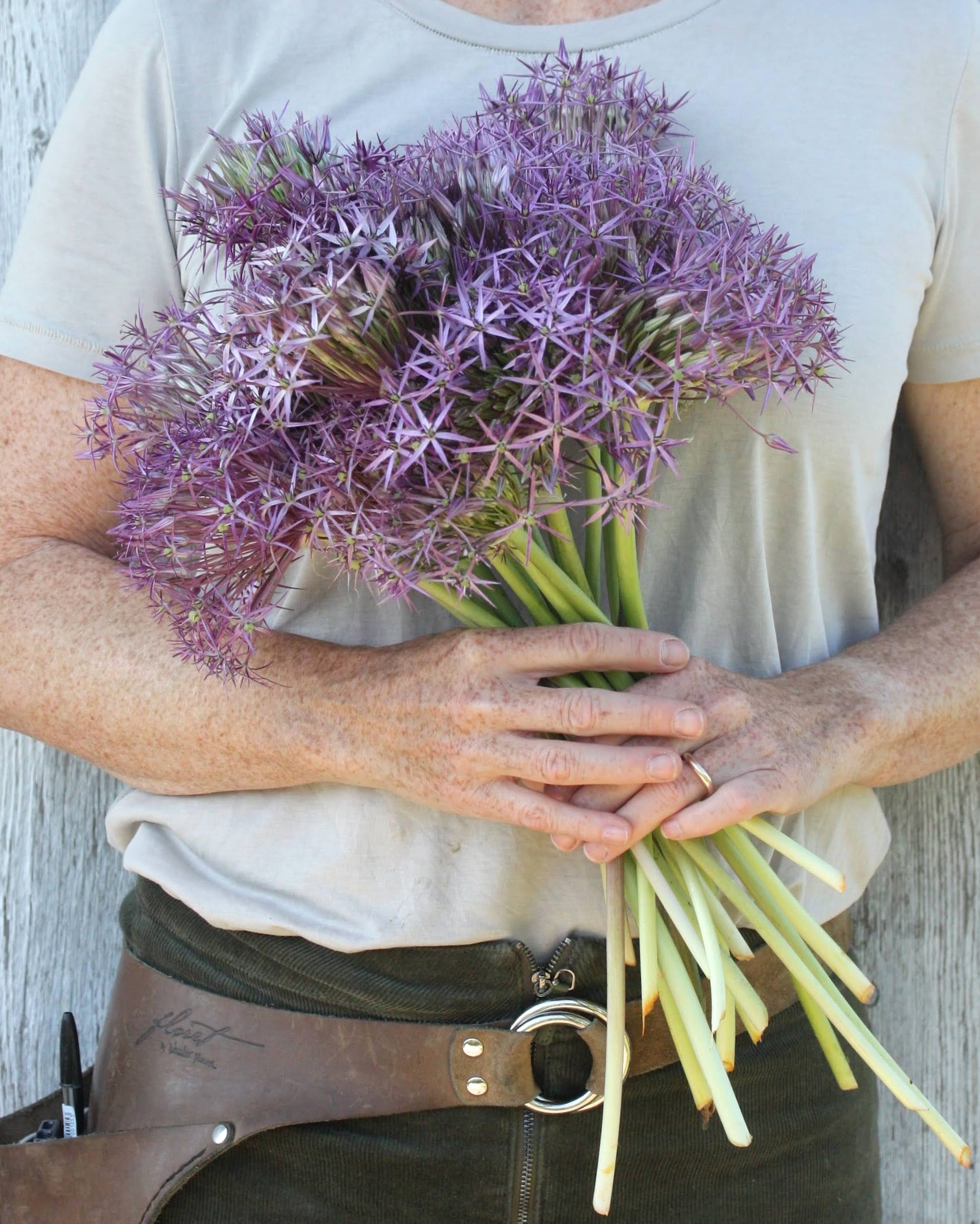 Stjerneprydløk Allium christophii – nærbilde av glitrende stjerneformede blomster i blomsterhode opptil 20 cm