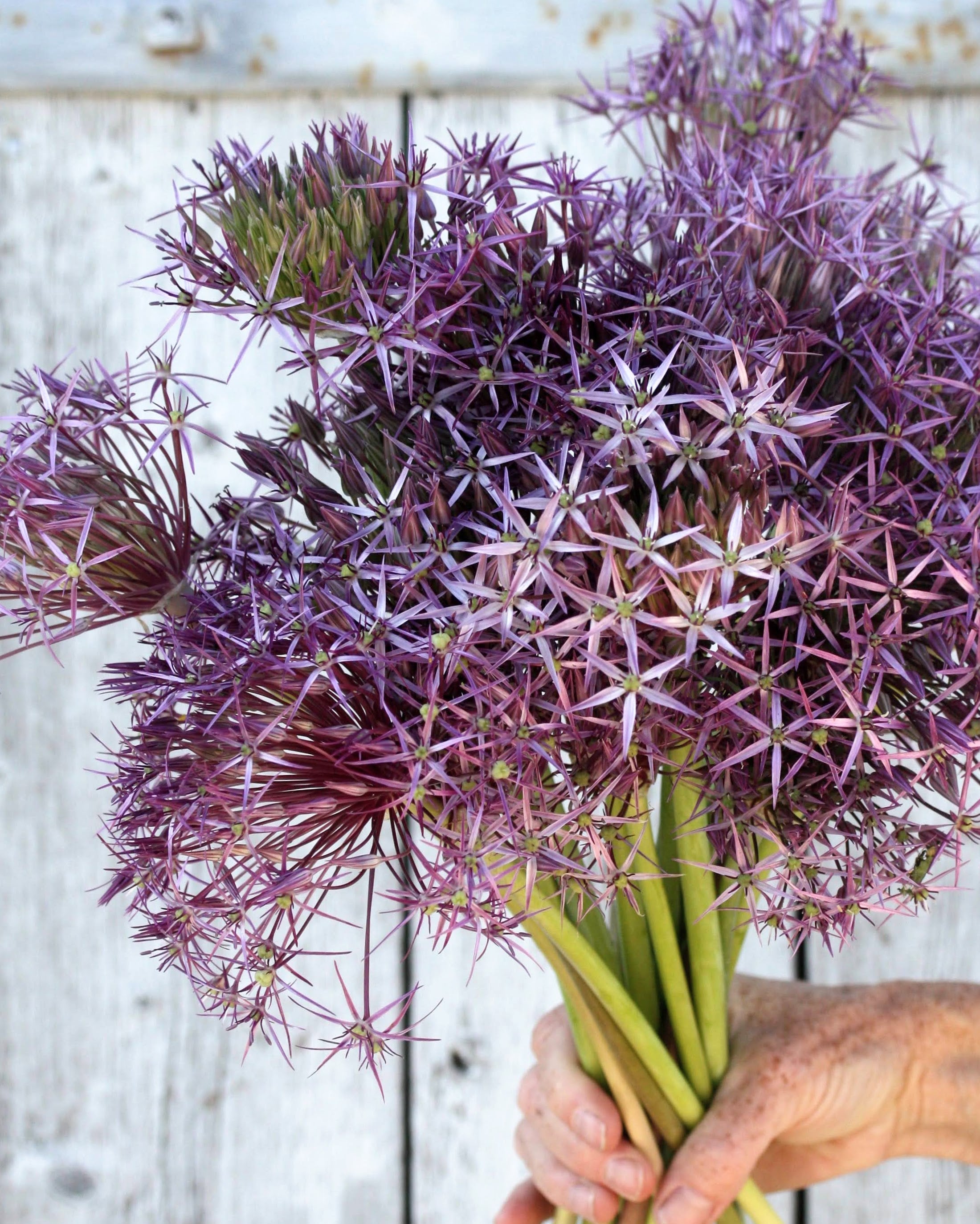 Stjerneprydløk Allium christophii – dekorativ frøstand med prydverdi etter blomstring