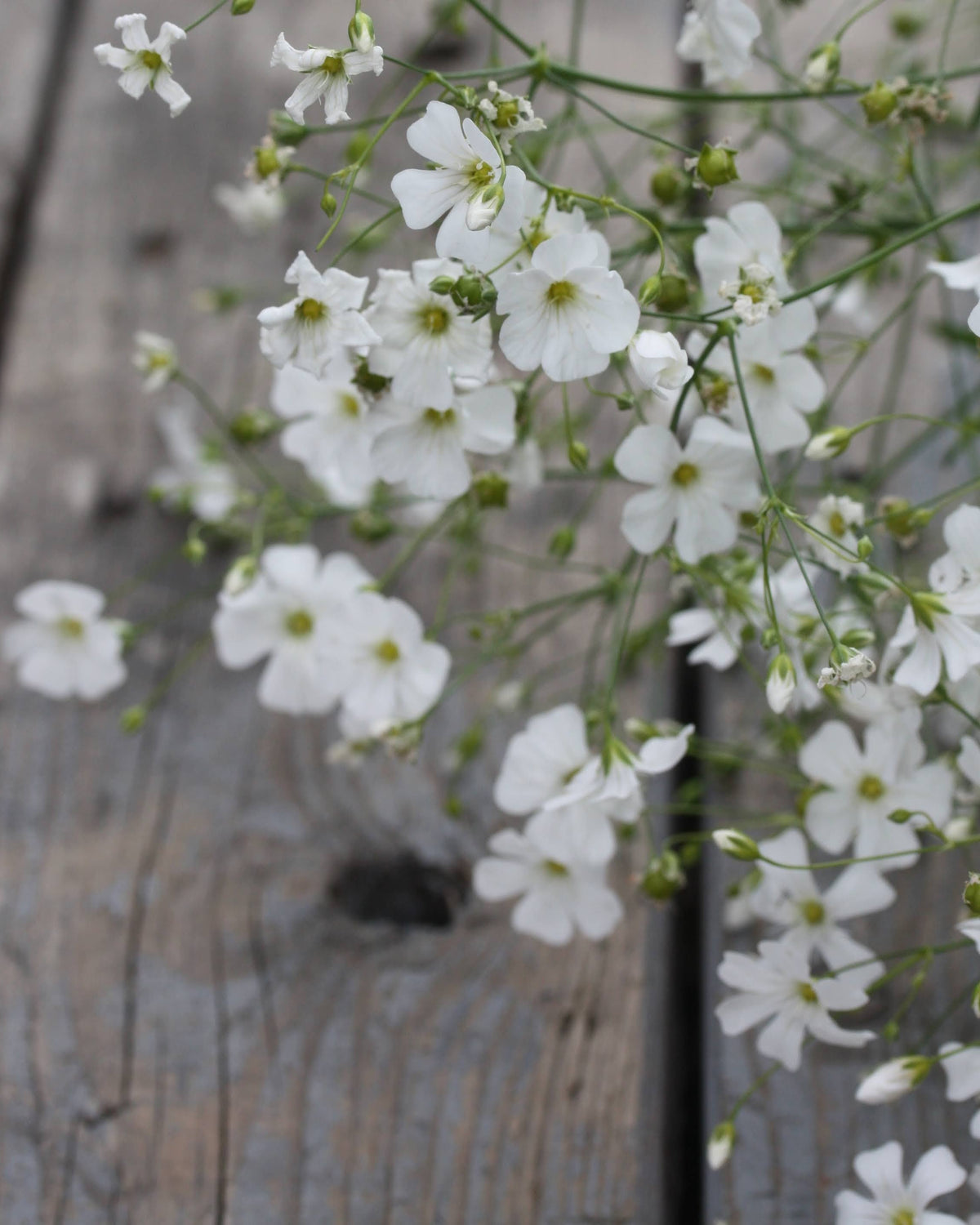 Brudeslør Covent Garden Market – klassisk hvit fyllblomst med florlett uttrykk, perfekt i brudebukett og oppsats