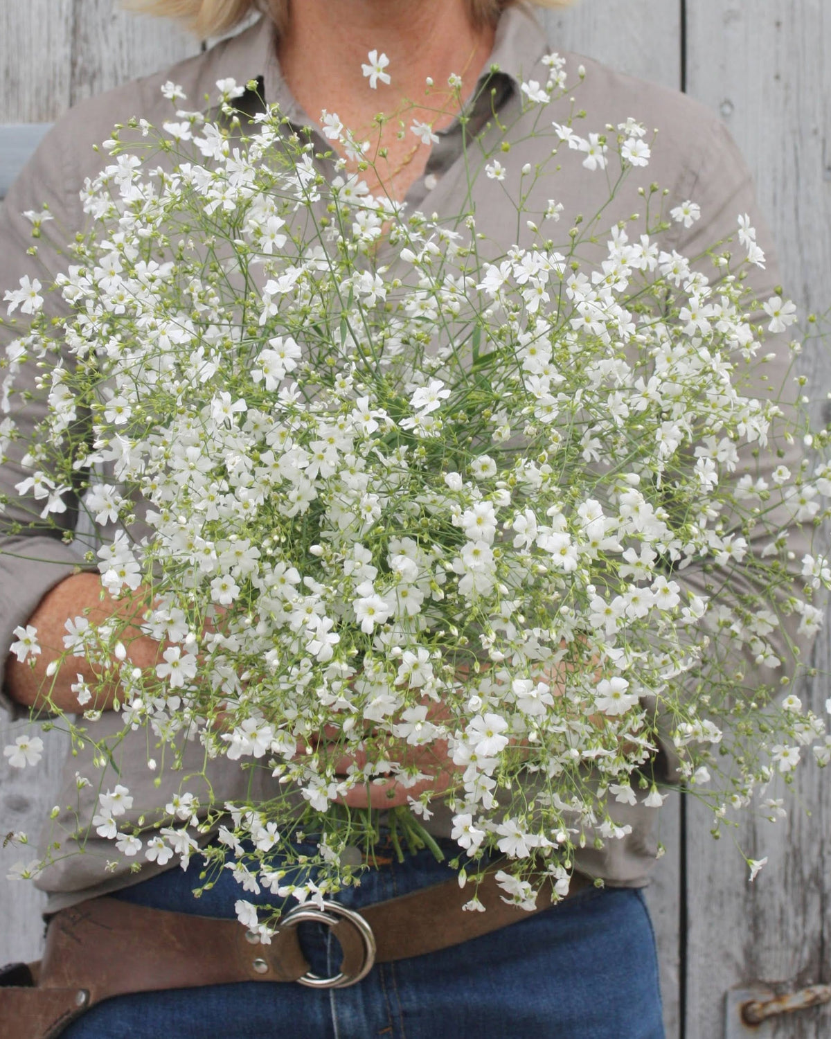 Brudeslør Covent Garden Market – florlette hvite blomster på fine forgrenede stengler, ettårig klassiker ca. 40–60 cm