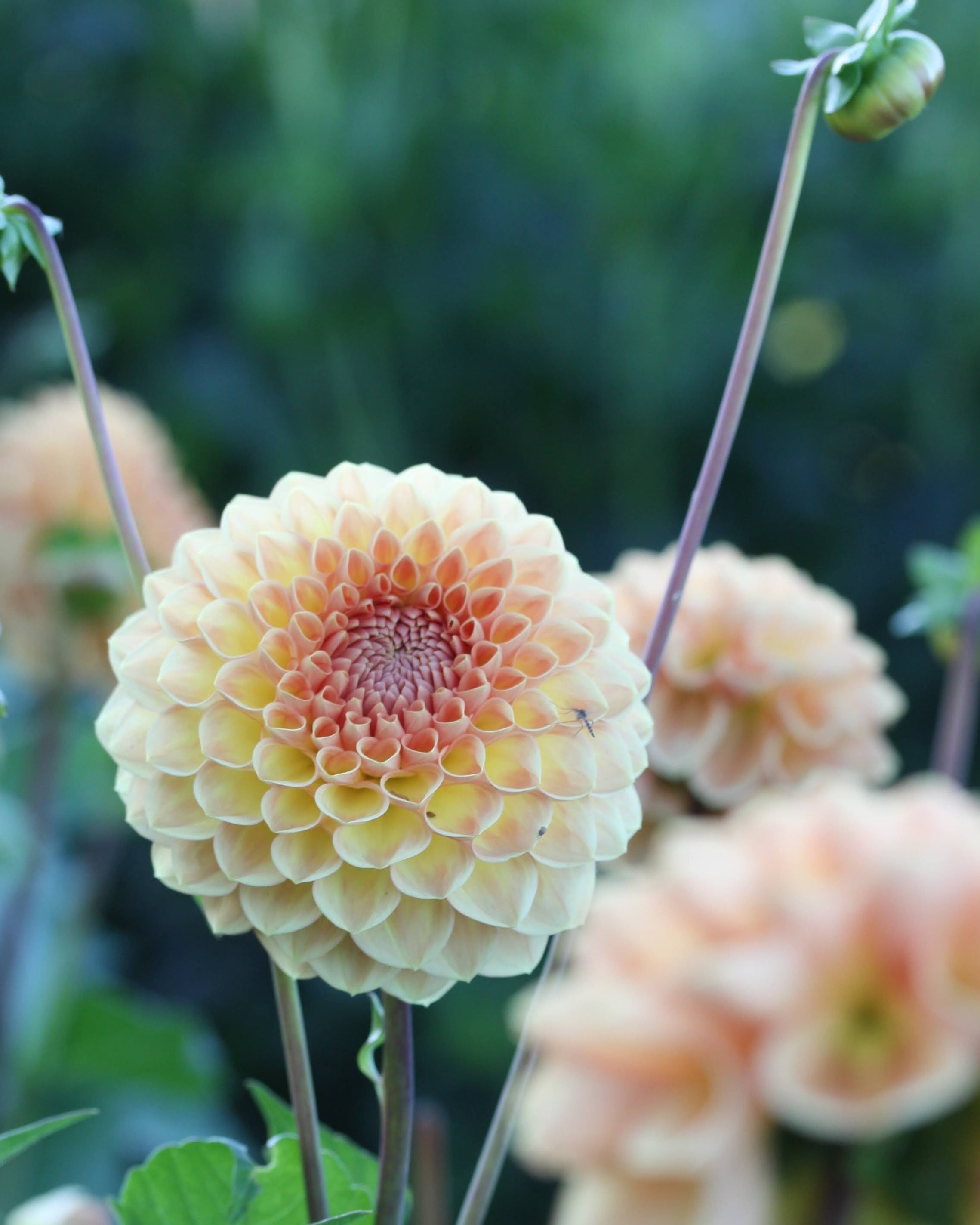 Blyton Softer Gleam georgine - blomst på stilk, egnet som snittblomst