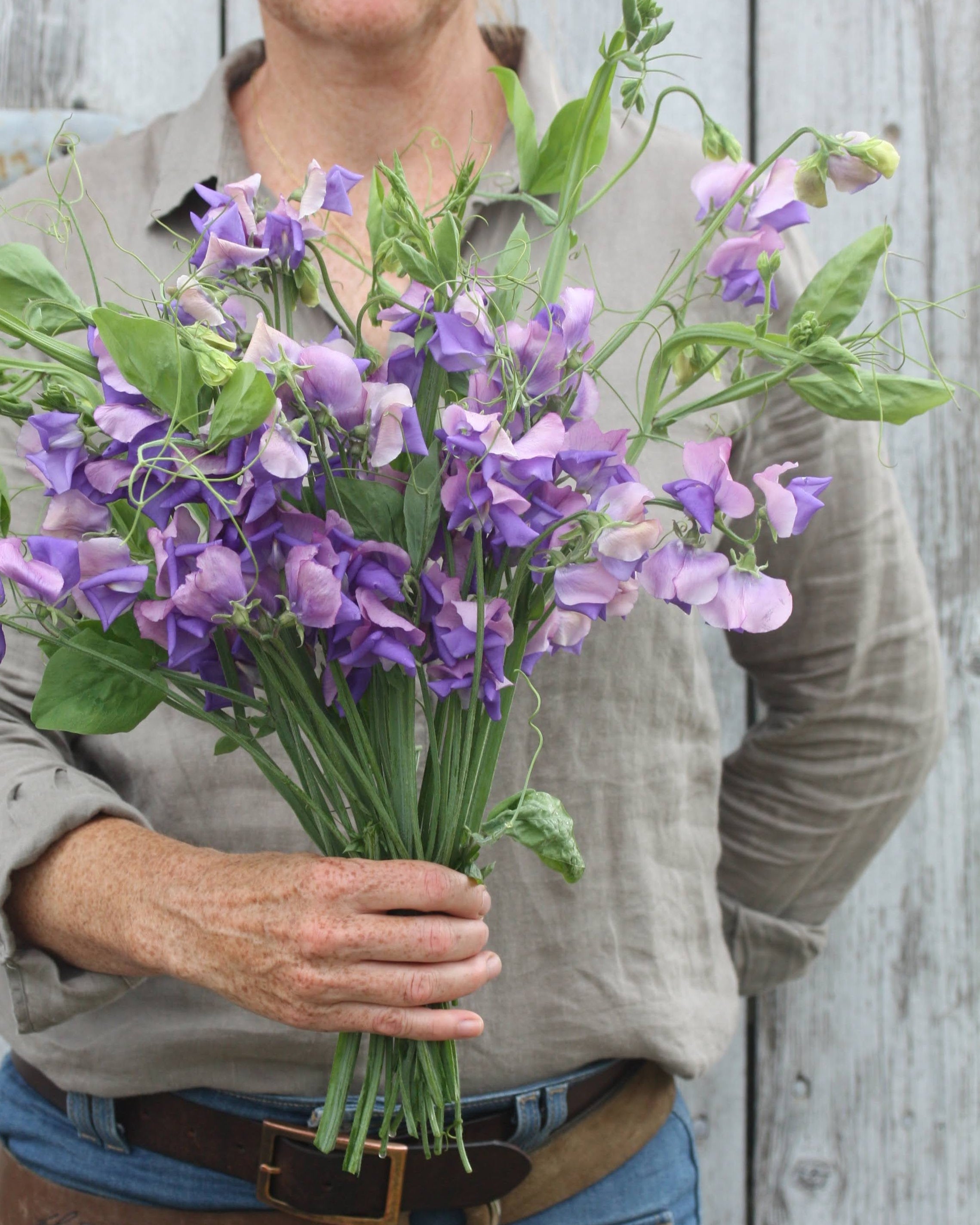 Erteblomst Erewhon klatreplante med vakkert spill i lavendellilla og rosa