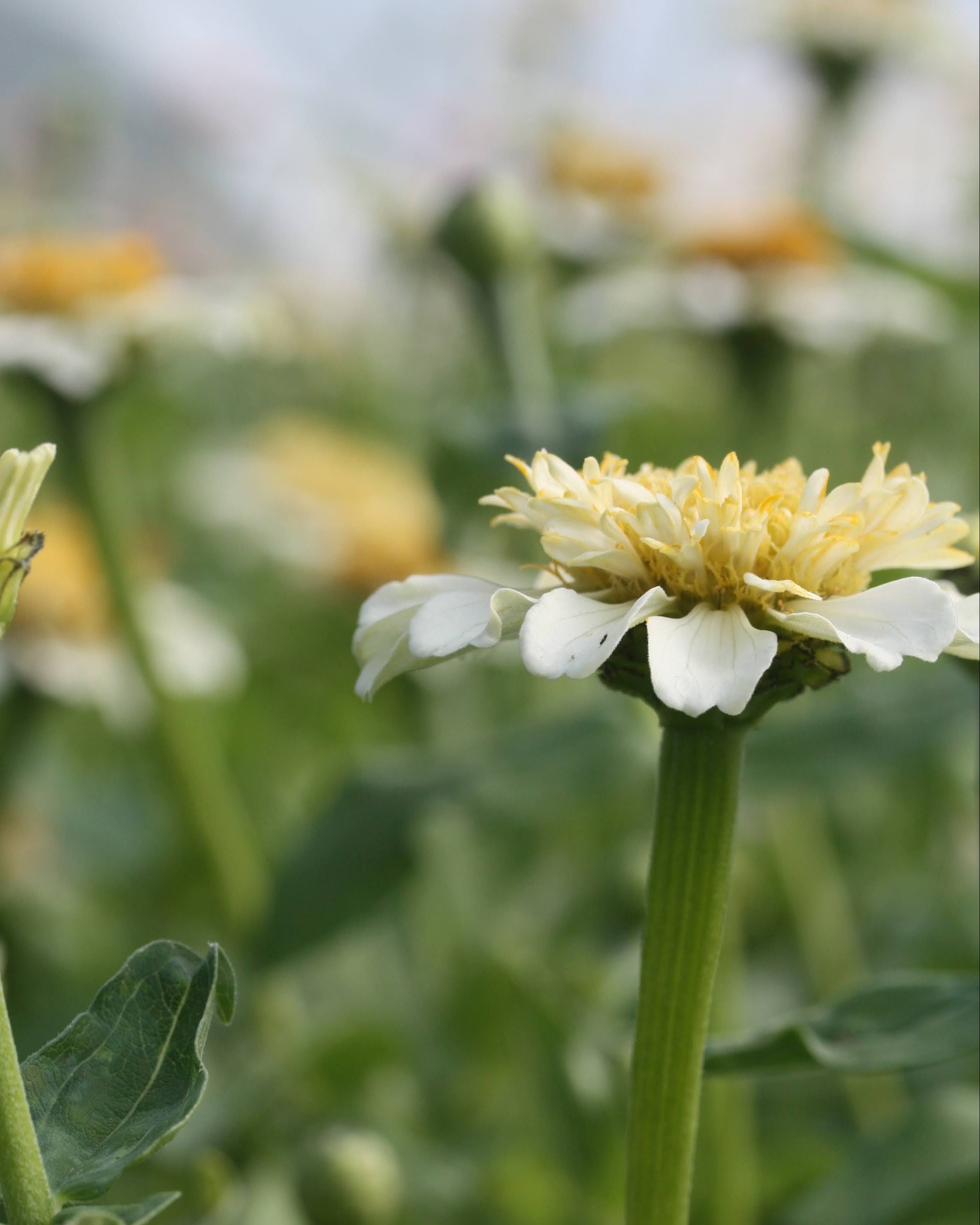 Zinnia Zinderella White blomster i varme kremhvite nyanser med gul kontrast
