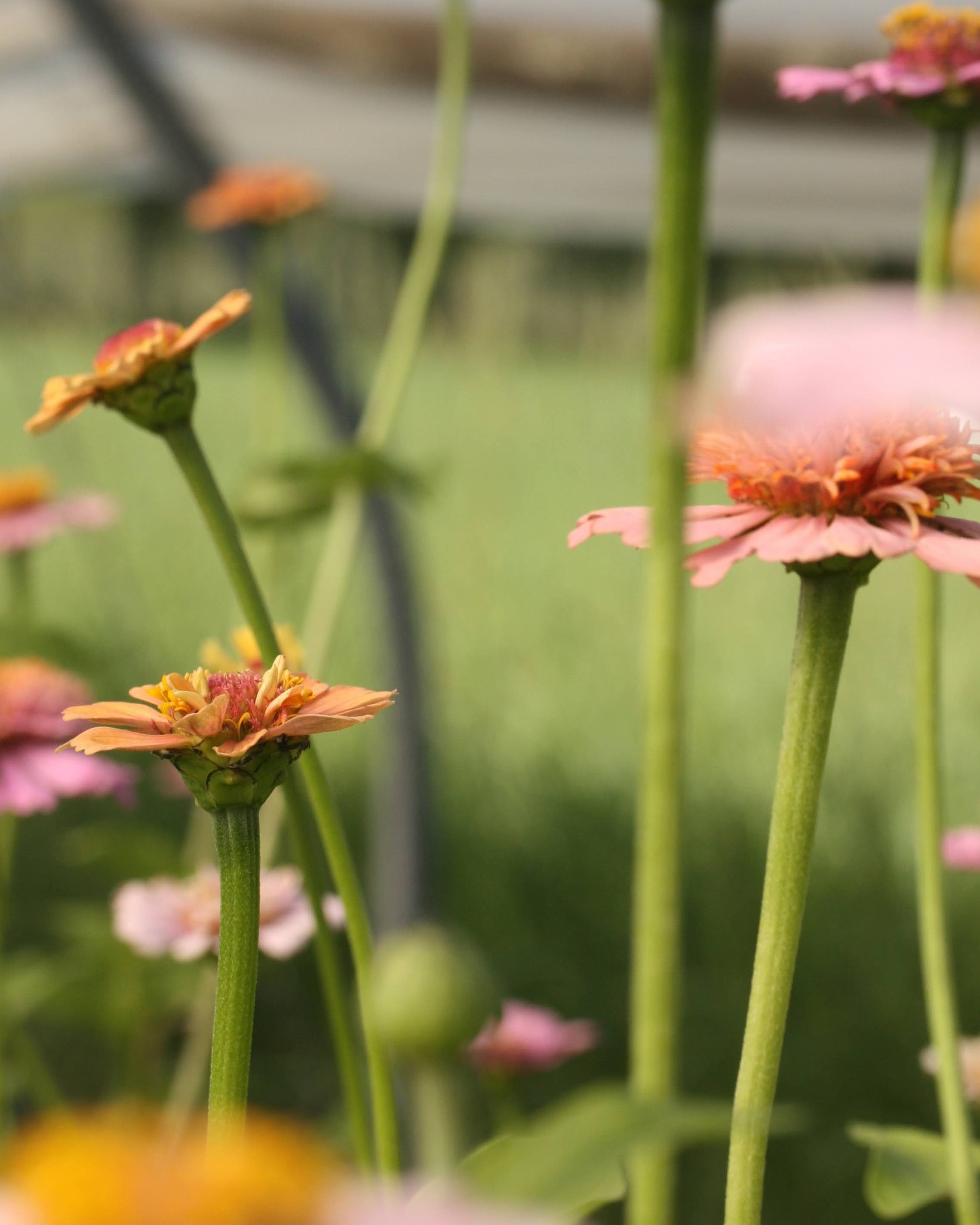 Zinnia Cresto Peachy Pink i aprikos og rosa perfekt til lette buketter