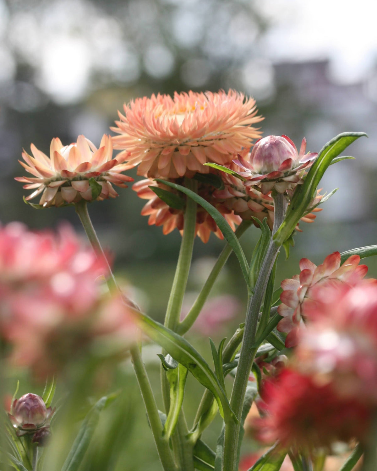 Høststråblomst Salmon Rose – papirtynne kronblader i aprikosrosa, fersken og laks, ettårig tørkeblomst ca. 70–100 cm
