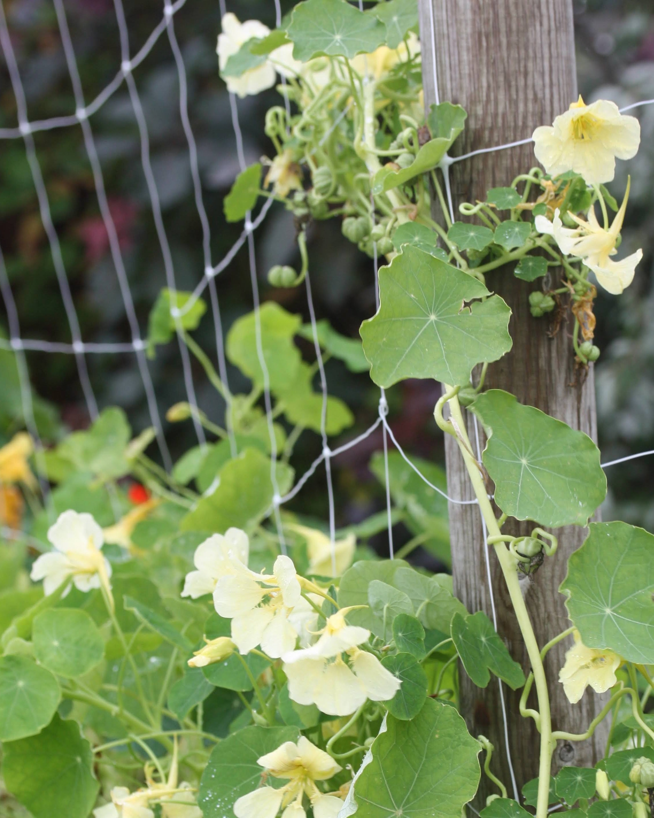 Detaljbilde av Blomkarse Milkmaid plante med knopper og blomster