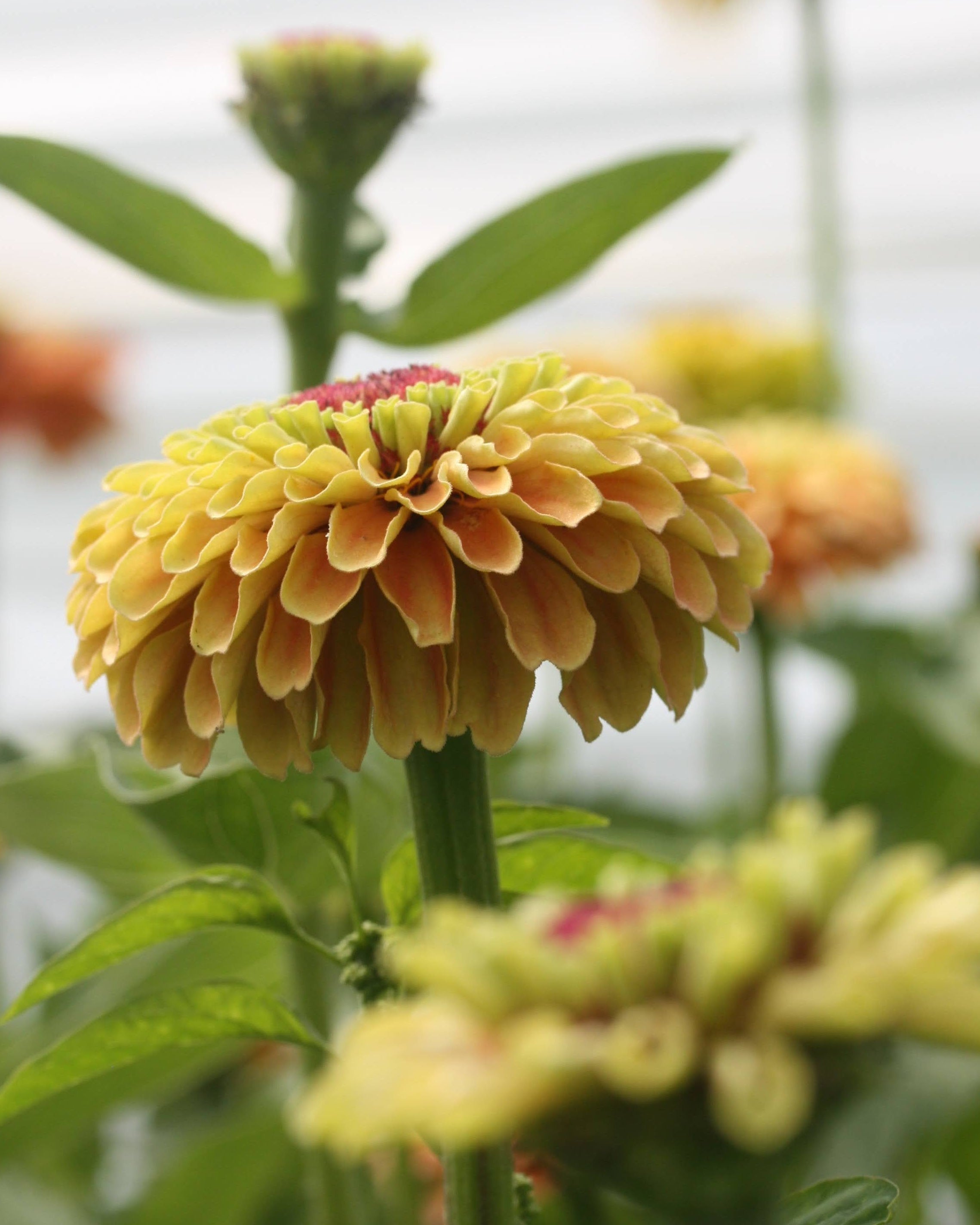 Zinnia Queen Lime with Blush med unike limegrønne og pudderrosa blomster