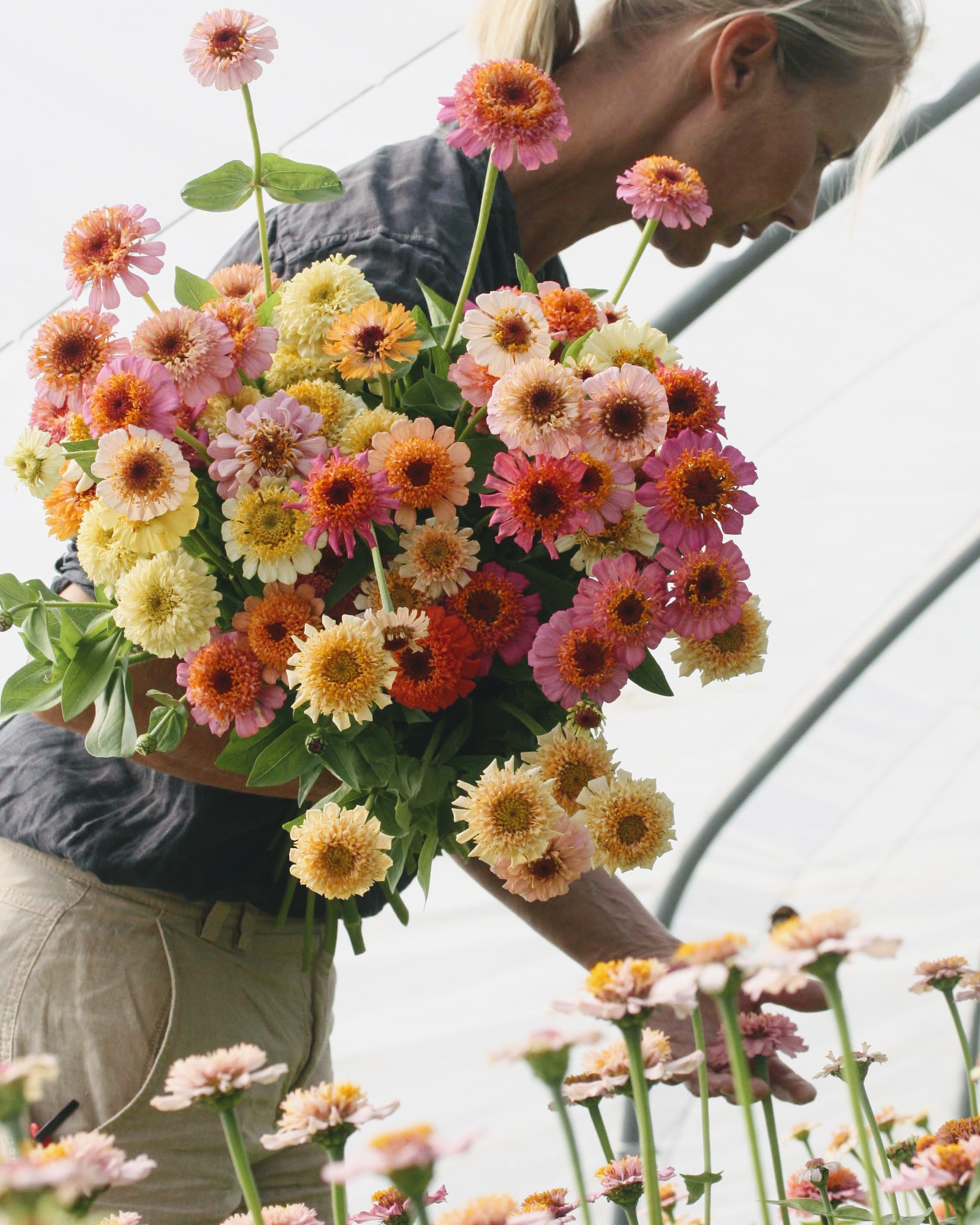 Zinnia Peaches & Cream blomster med rik blomstring i fersken og rosa