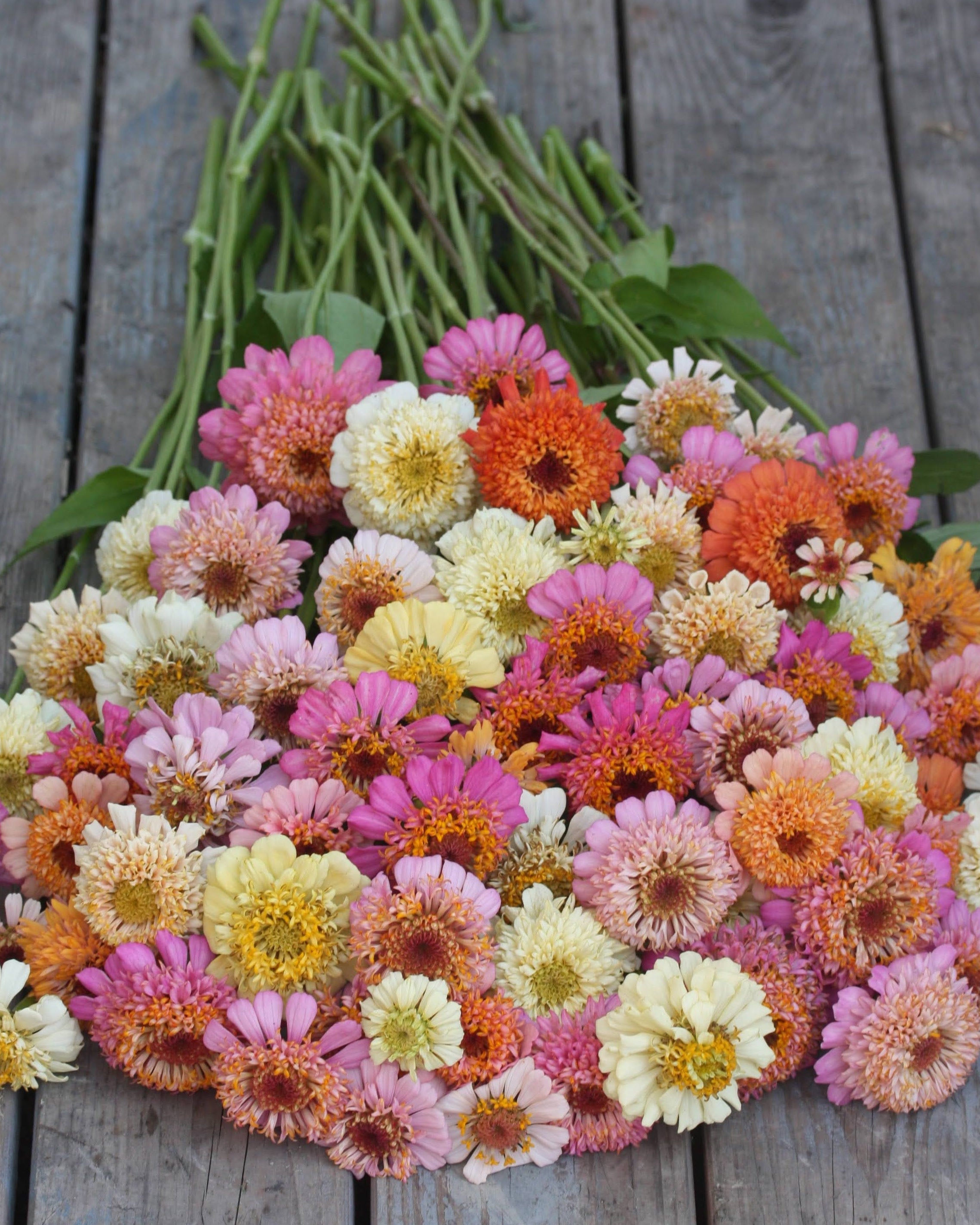 Zinnia Peaches & Cream med fylte blomster i rosa og ferskenfarger