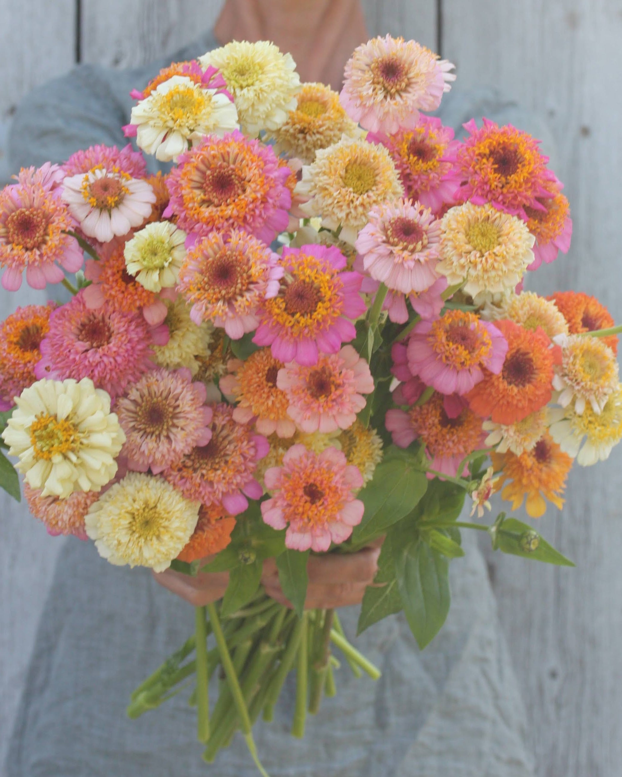 Zinnia Peaches & Cream - nydelig snittblomst i rosa og kremfarger