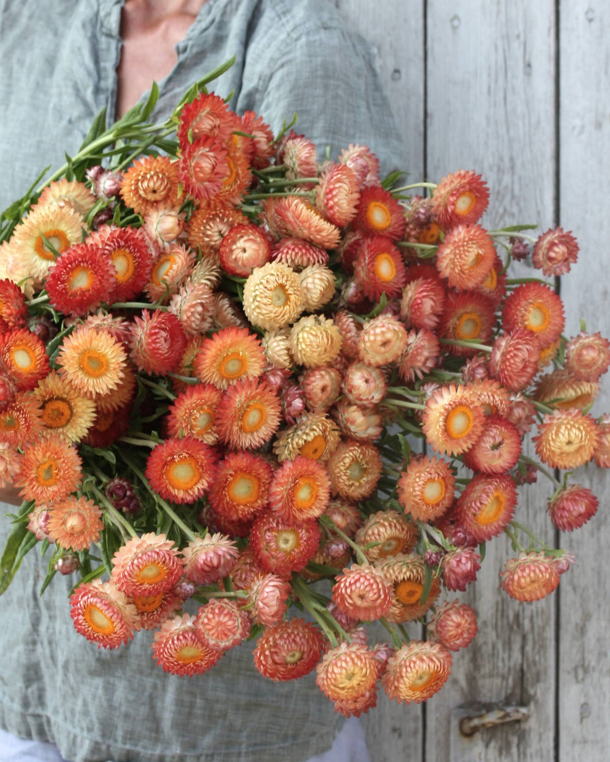 Høststråblomst Salmon Rose – halvåpen blomst med tett sittende kronblader i mettede aprikos- og oransjetoner