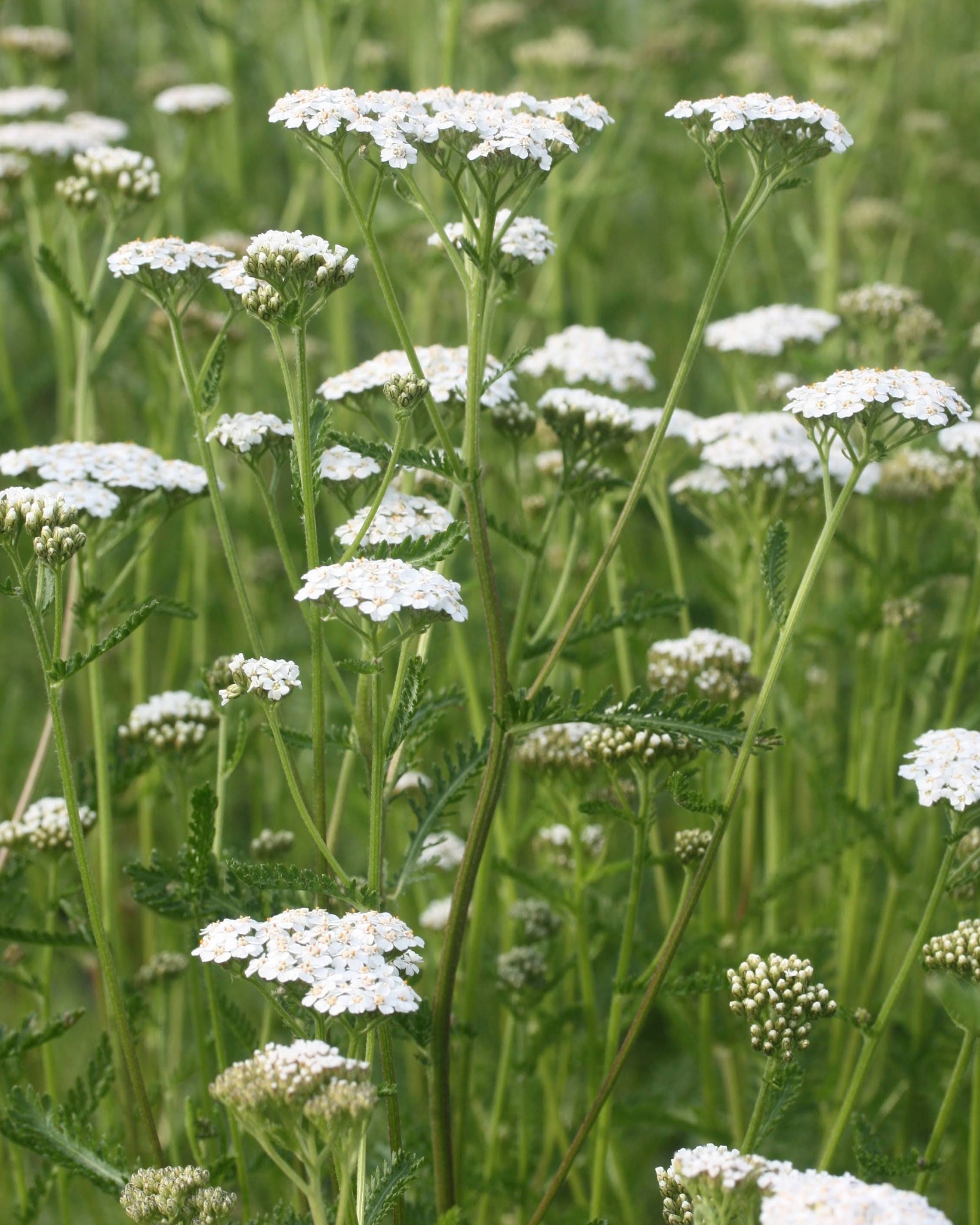 Bakkeryllik Proa - flerårig snittblomst i hvitt