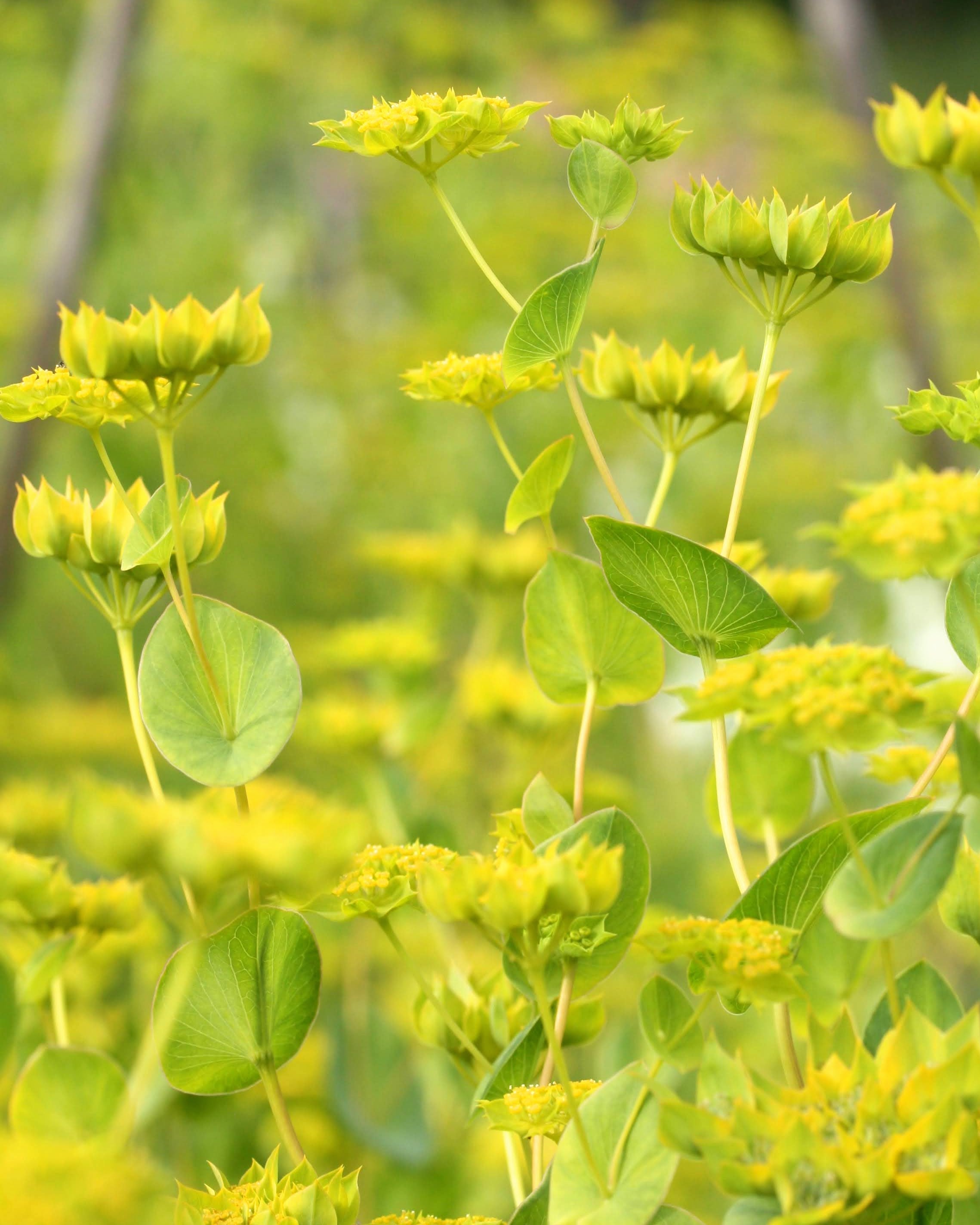 Bupleurum Griffithii Select – høy og elegant hareøre med strukturgivende skjermer