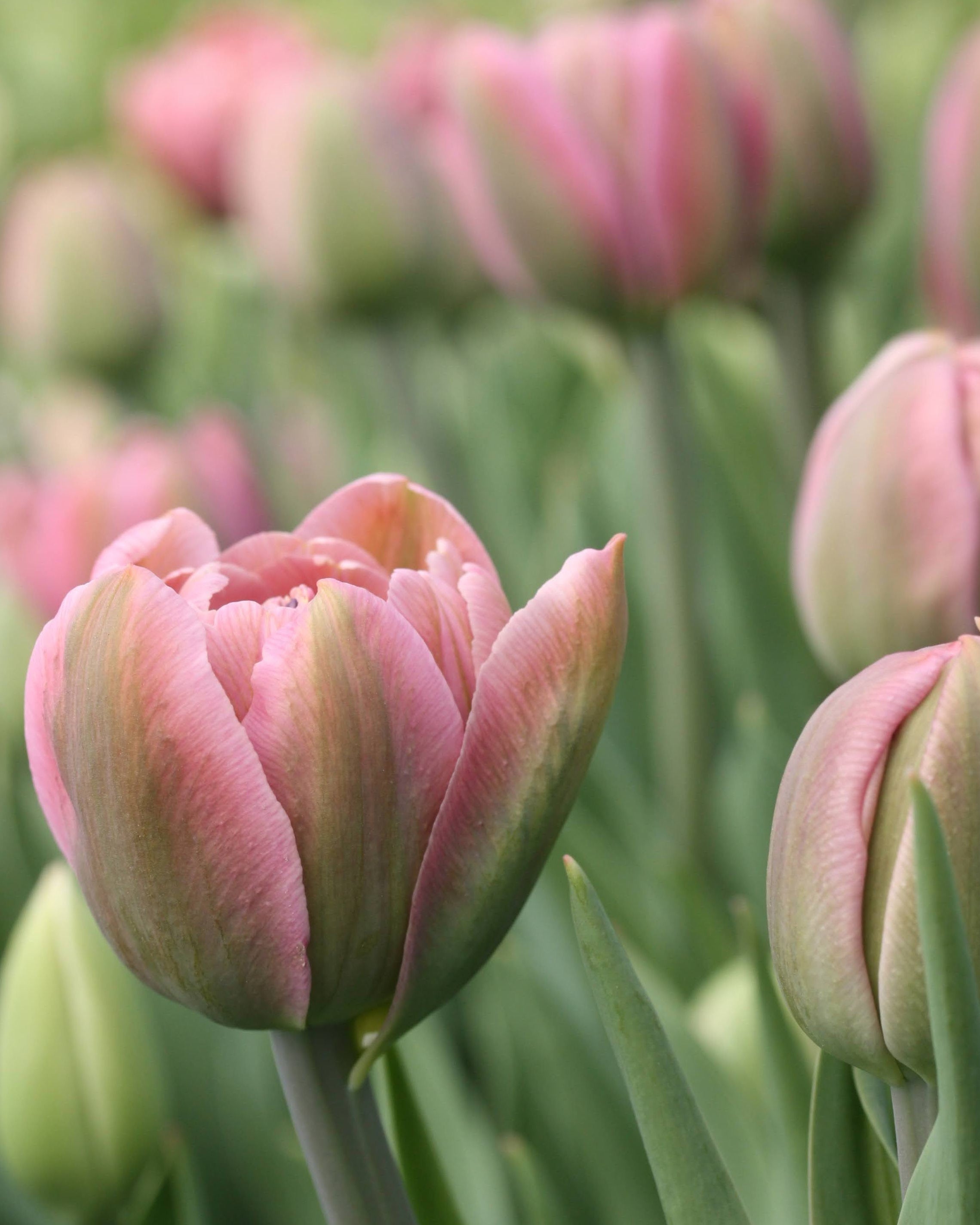 Tulipan Beachberry – fullt åpen peonlignende blomst i gammelrosa