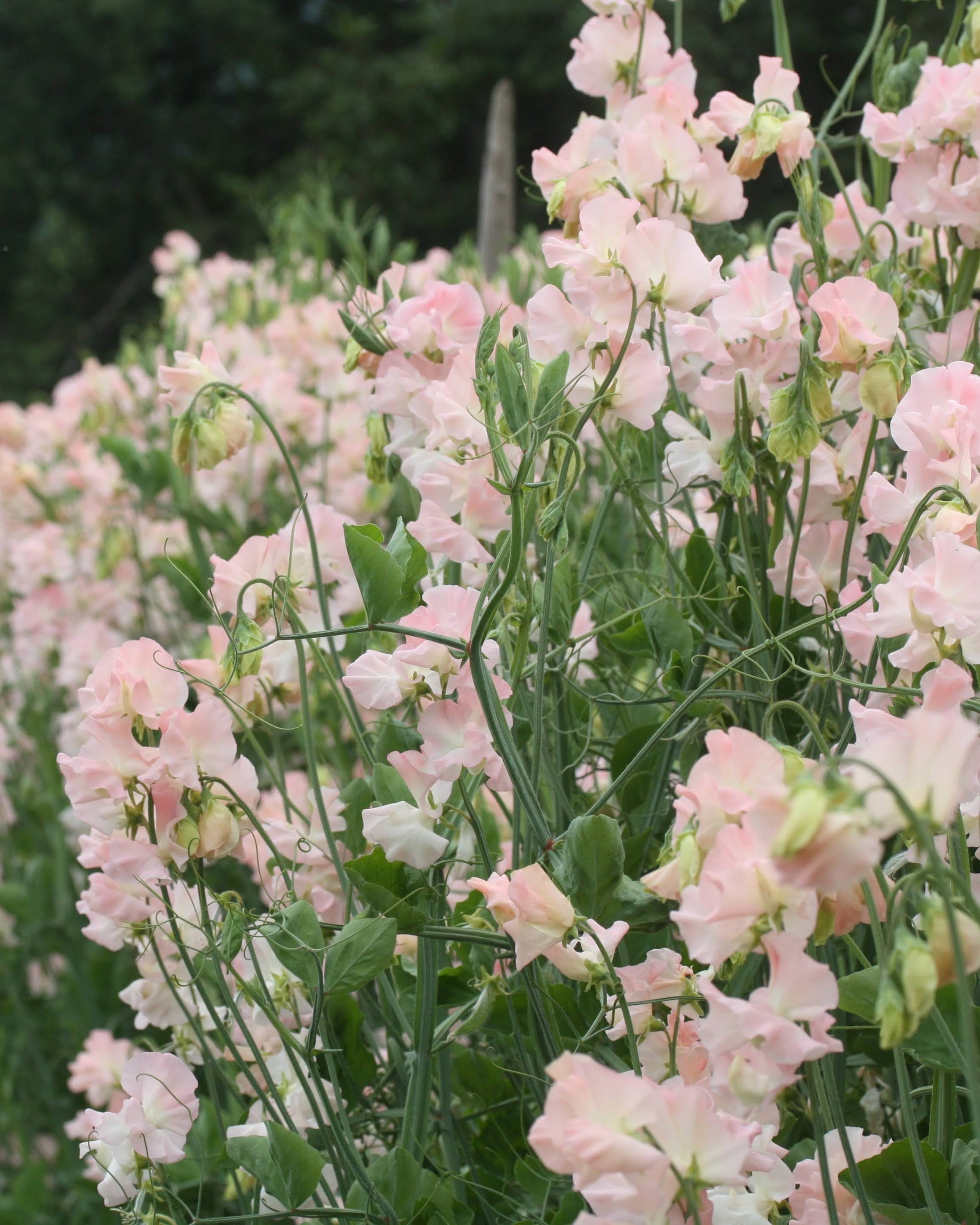 Erteblomst Castlewellan som snittblomst i vase med fersken nyanser