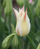 Tulipan Marilyn – halvåpen liljetulipan med slanke spisse kronblad i hvitt og rosa
