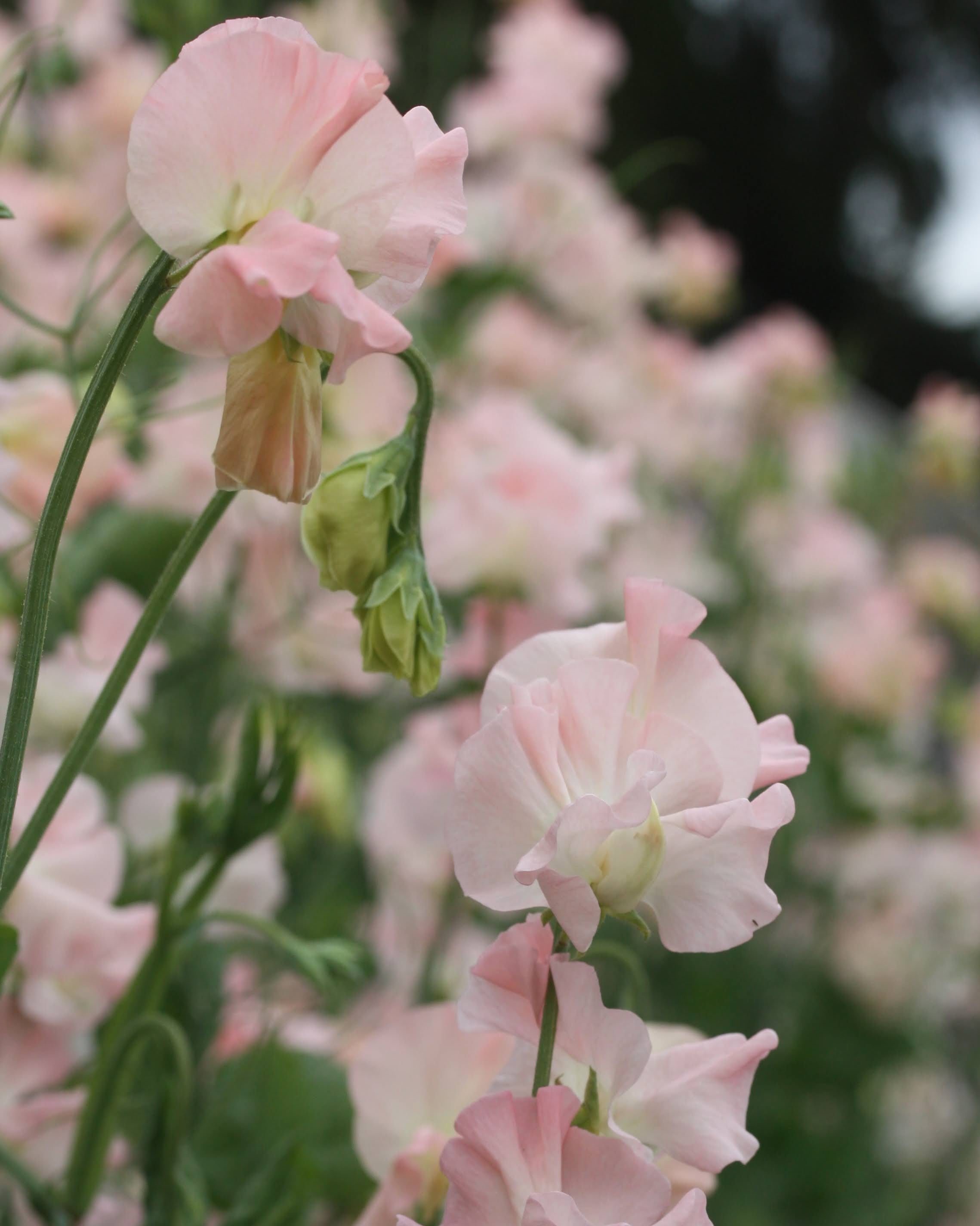 Nærbilde av Erteblomst Castlewellan duftende blomster i lys korall