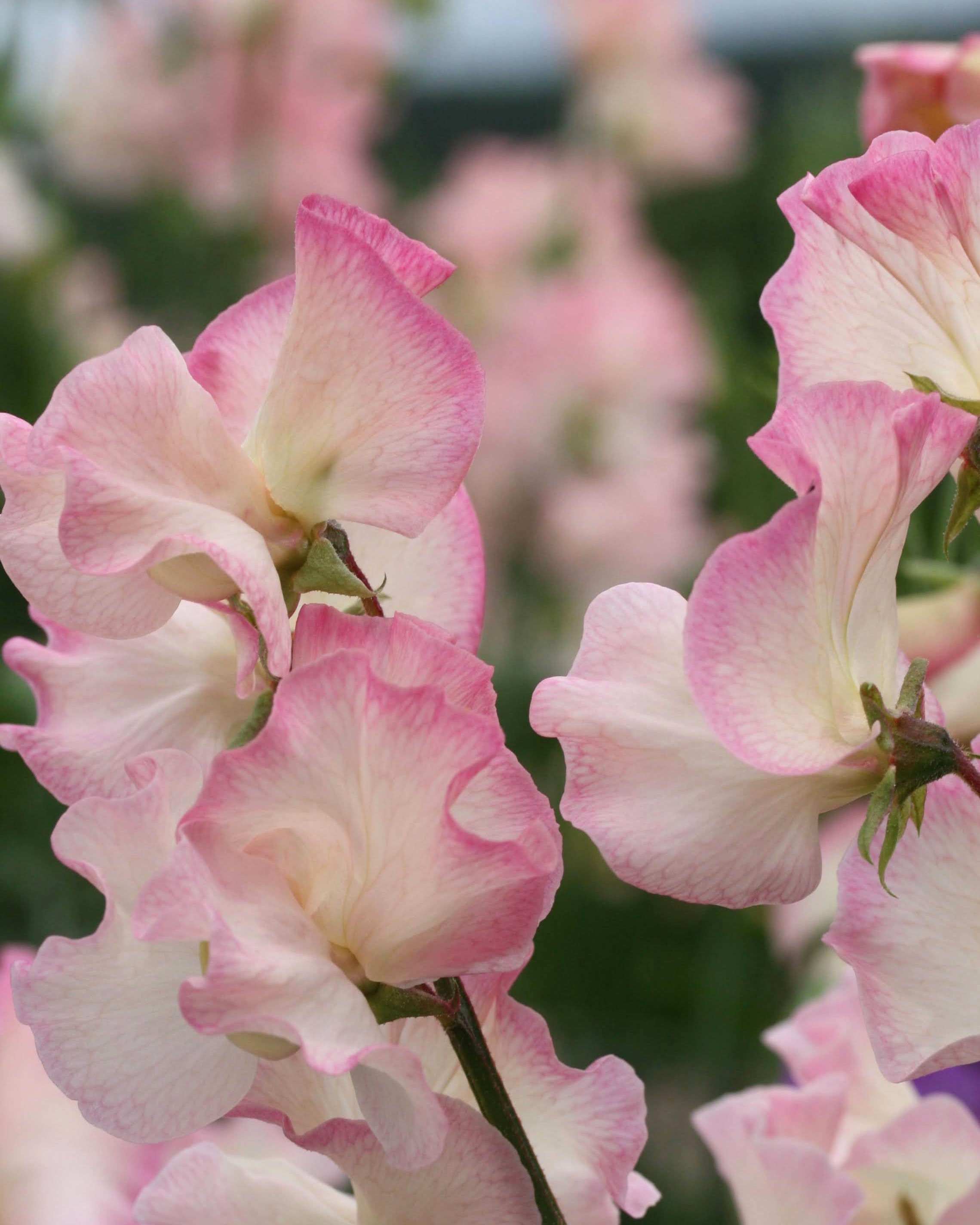 Erteblomst Monarch's Diamond - elegante snittblomster i hvitt og rosa