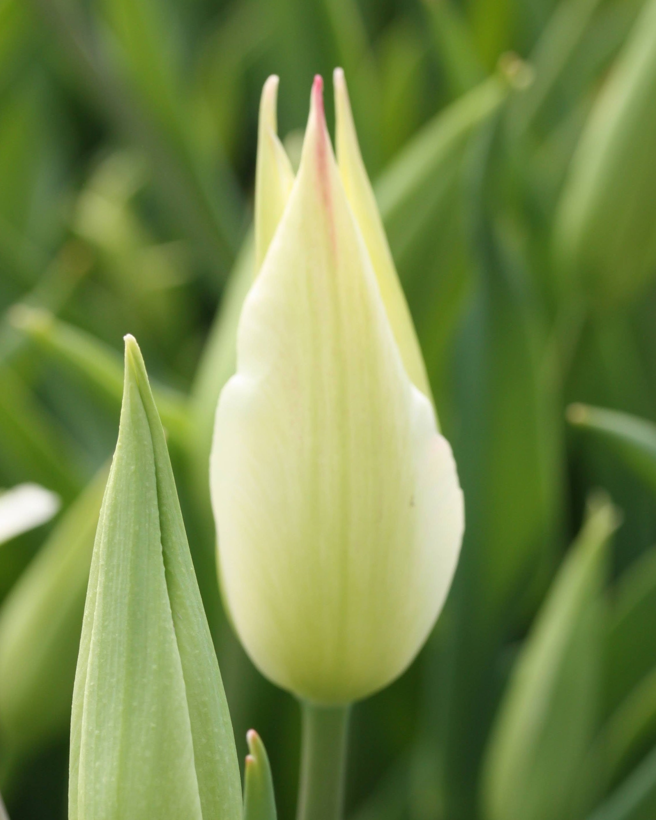 Tulipan Marilyn – lukket knopp i hvitt med lette rosa penselstrøk