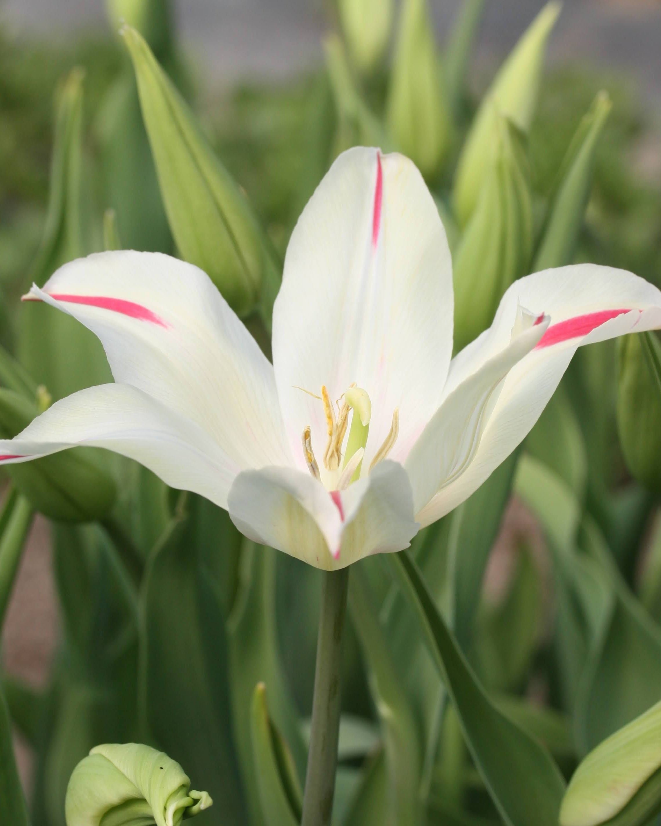 Tulipan Marilyn – elegant liljetulipan på stengel, høyde ca. 40 cm