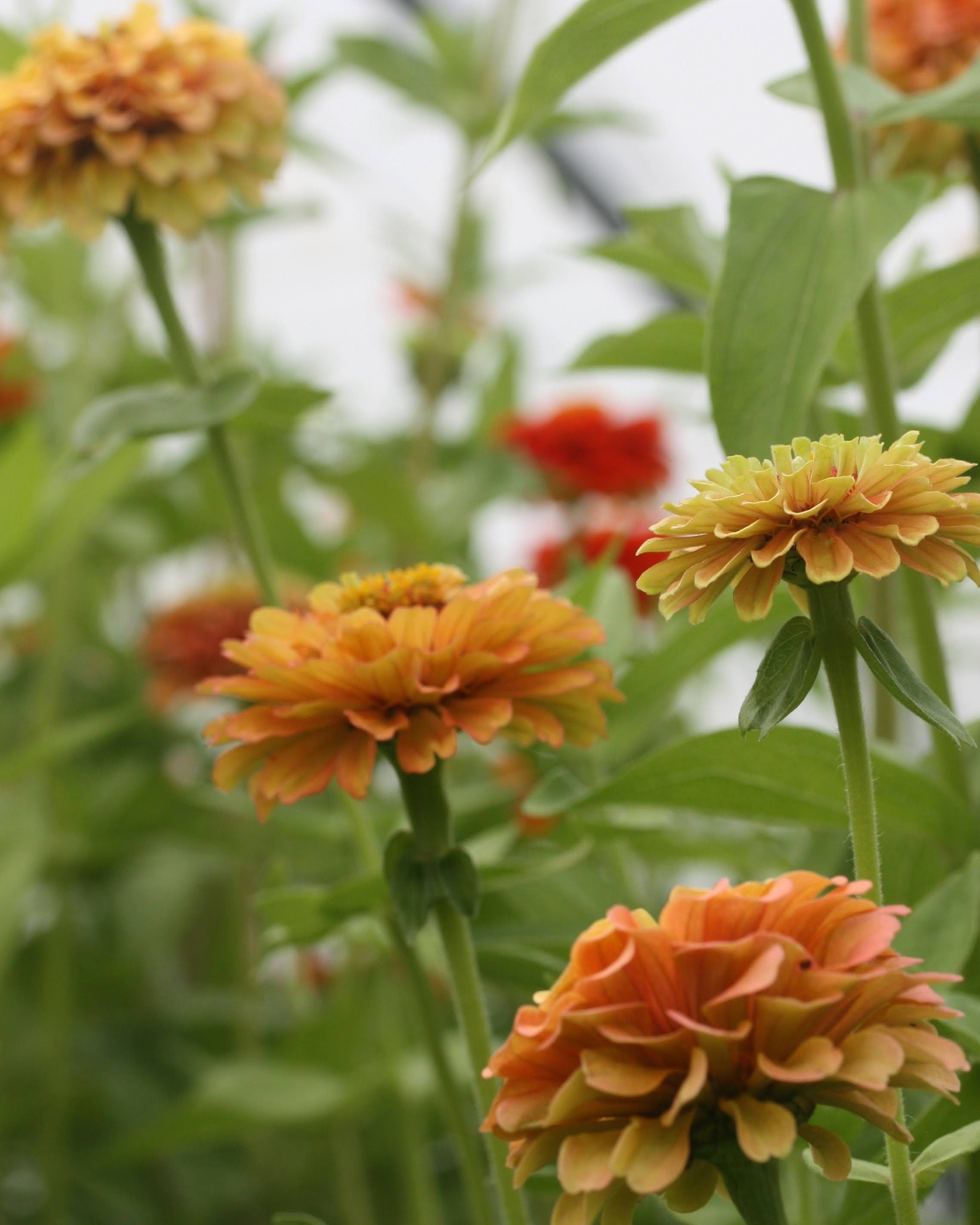 Zinnia Queen Red Lime i varierende nyanser perfekt som snittblomst
