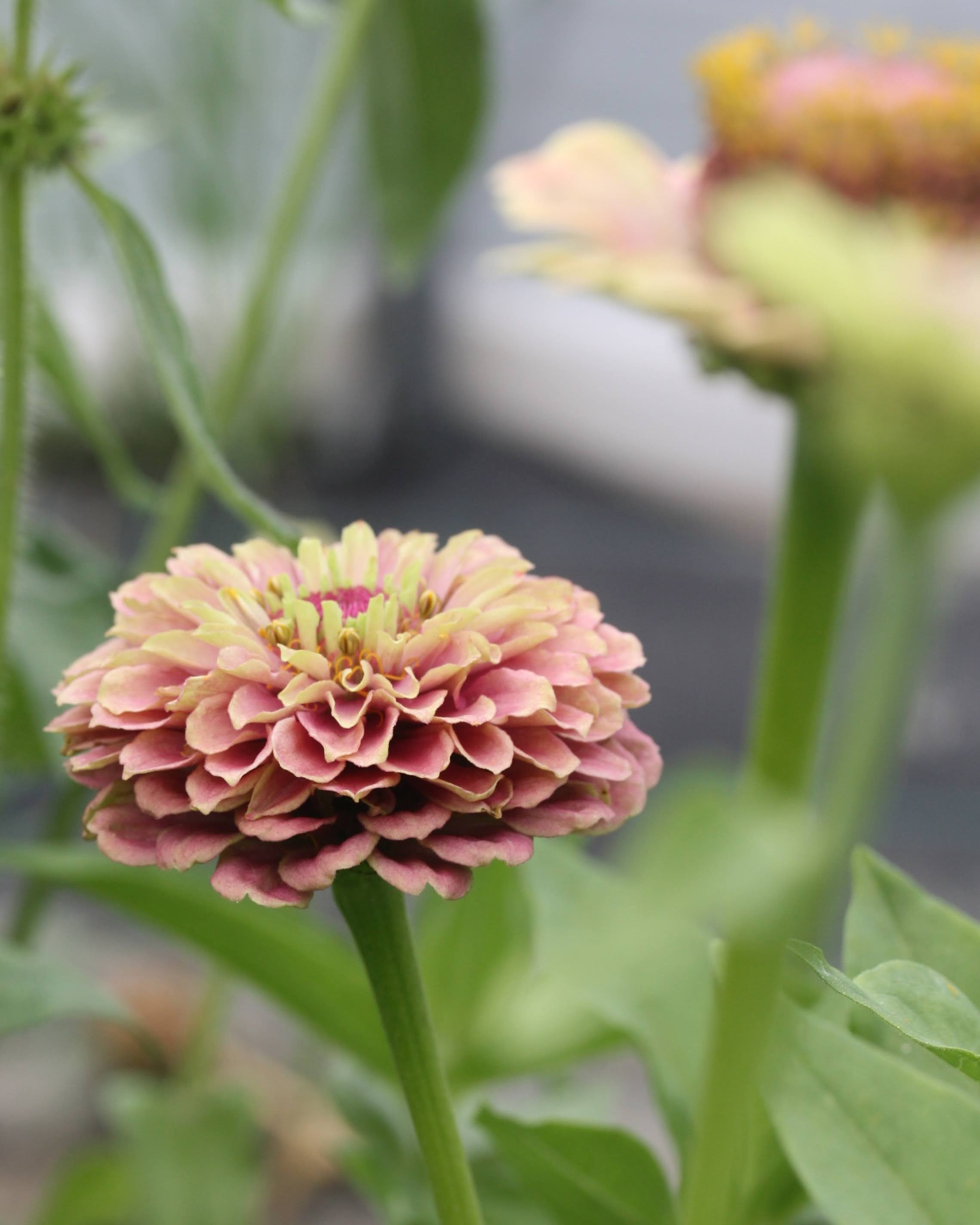 Zinnia Queen Red Lime blomster med unike limegrønne og rosa farger