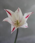 Tulipan Marilyn – nærbilde av unike rosa penselstrøk på hvite kronblad