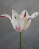 Tulipan Marilyn – bukett med hvite liljetulipaner i raffinert vårbukett