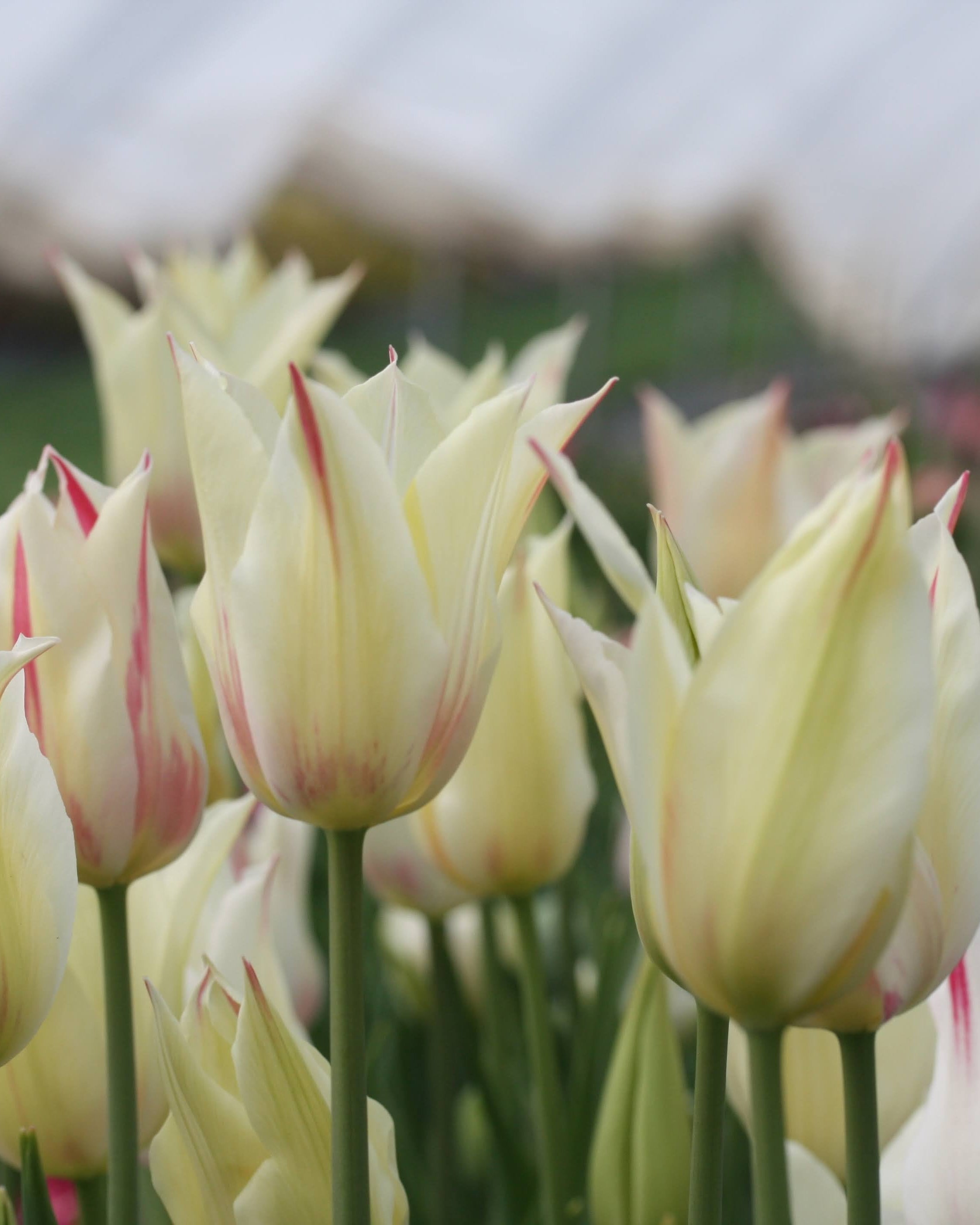 Tulipan Marilyn – fullt åpen liljetulipan med grasiøst utbøyde kronblad i hvitt med rosa