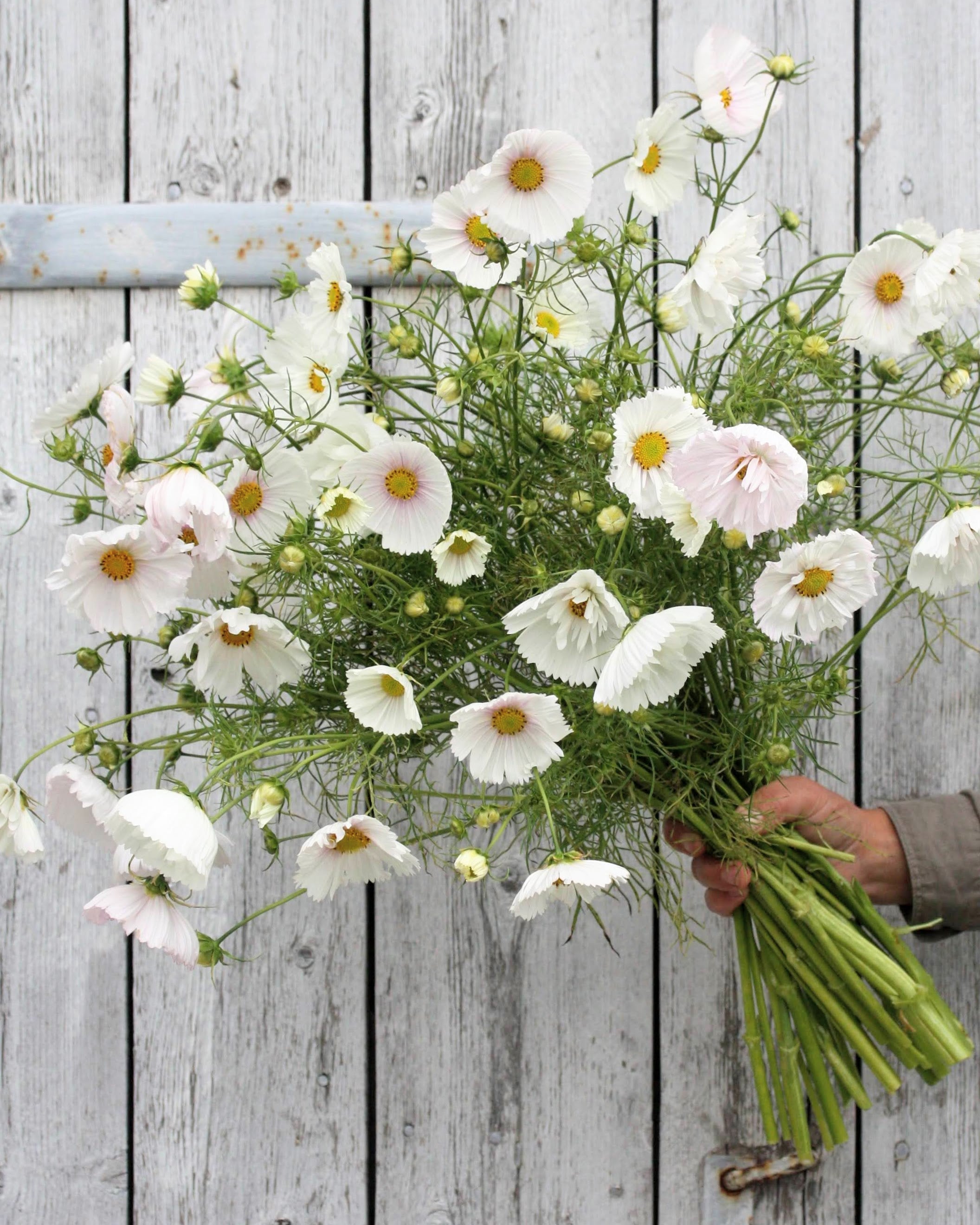 Cosmos Cupcakes Blush rosa snittblomst i hagen