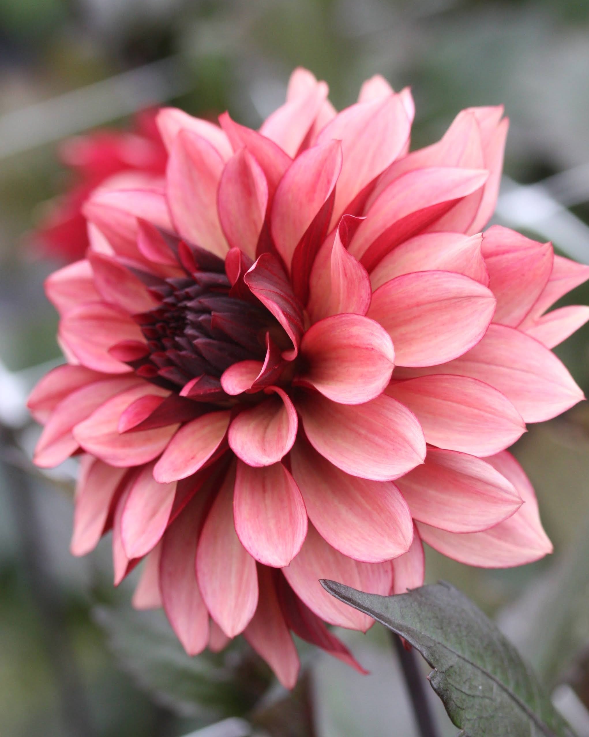 Dekorativ georgine Night Silence burgunder rosa lattebrunt - georgine knoller snittblomst