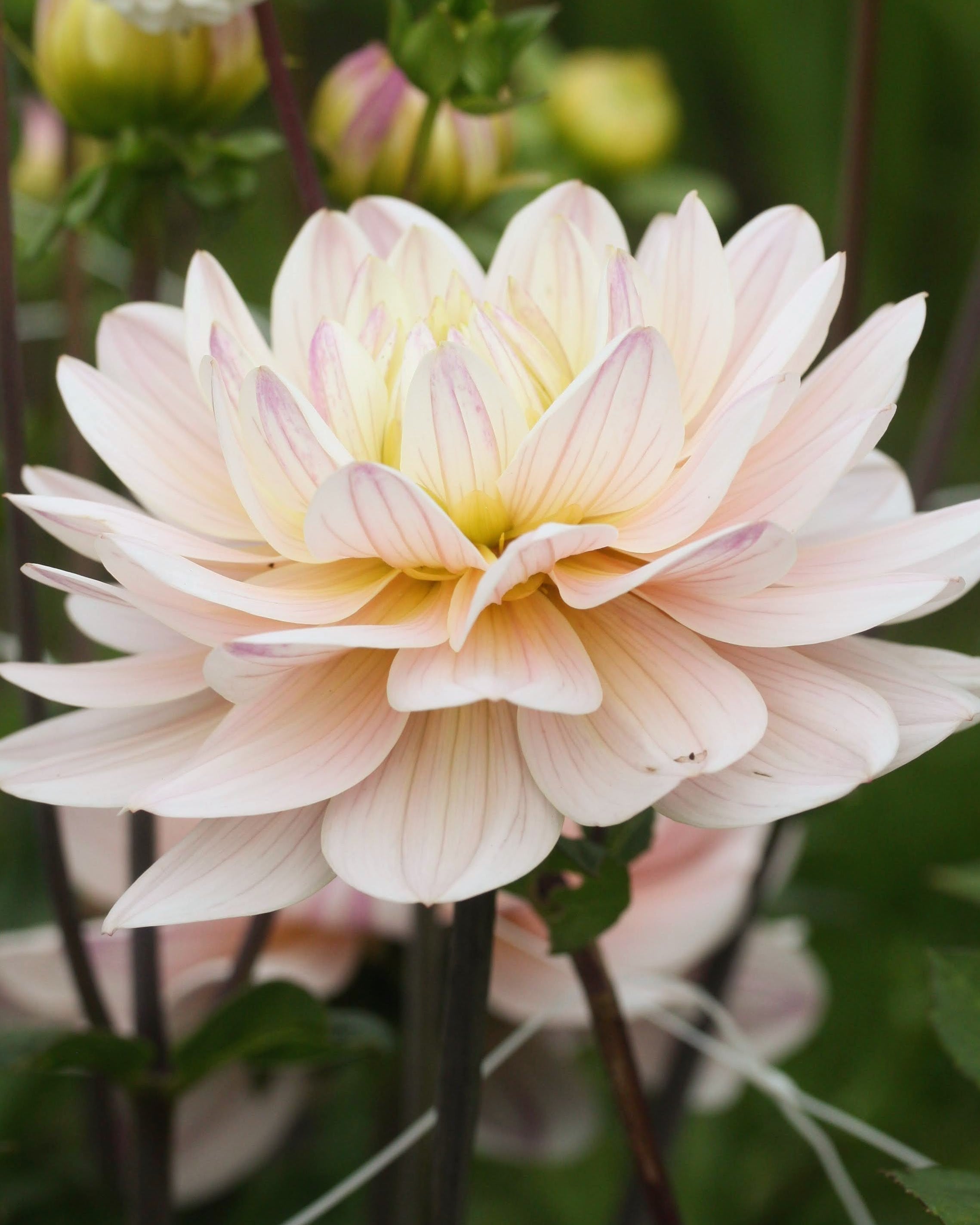 Georgine Joels Favorite med gul-oransje blomst i hagen