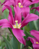Tulipan Purple Doll – halvåpen liljetulipan med karakteristiske smale purpurfargede kronblad