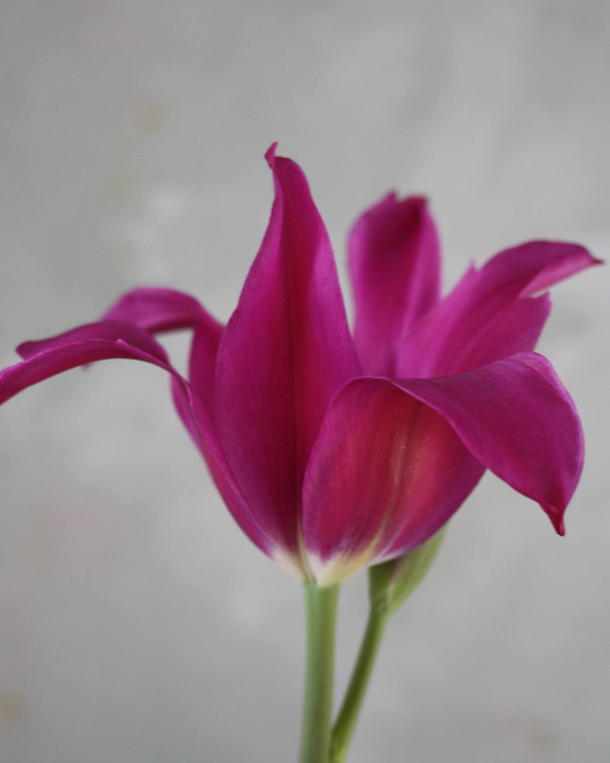 Tulipan Purple Doll – fullt åpen liljetulipan i stjerneform med dyp purpurfarge