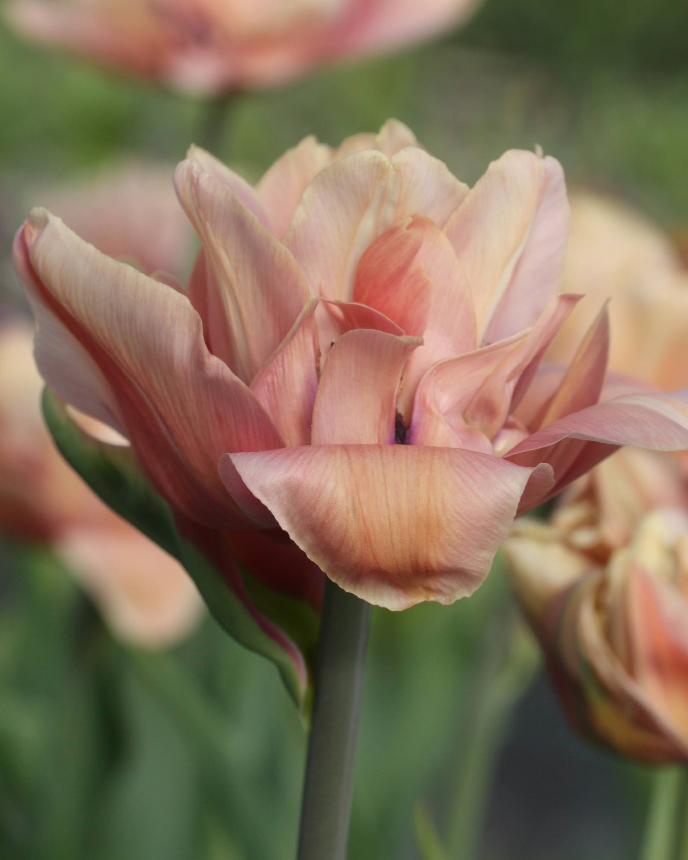 Tulipan La Belle Epoque – lukket knopp i rosa som varsler de kommende café au lait-tonene
