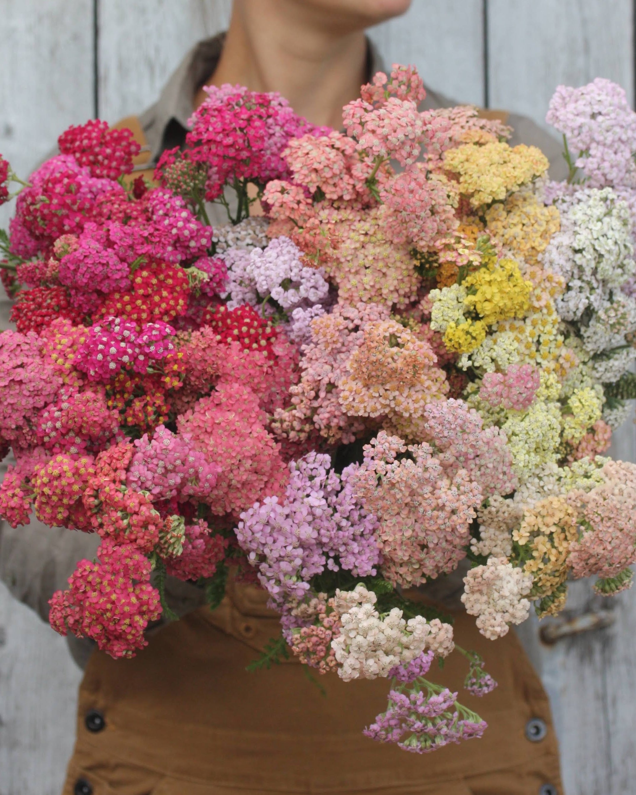 Bakkeryllik Colorado - vakre skjermblomster i varme nyanser