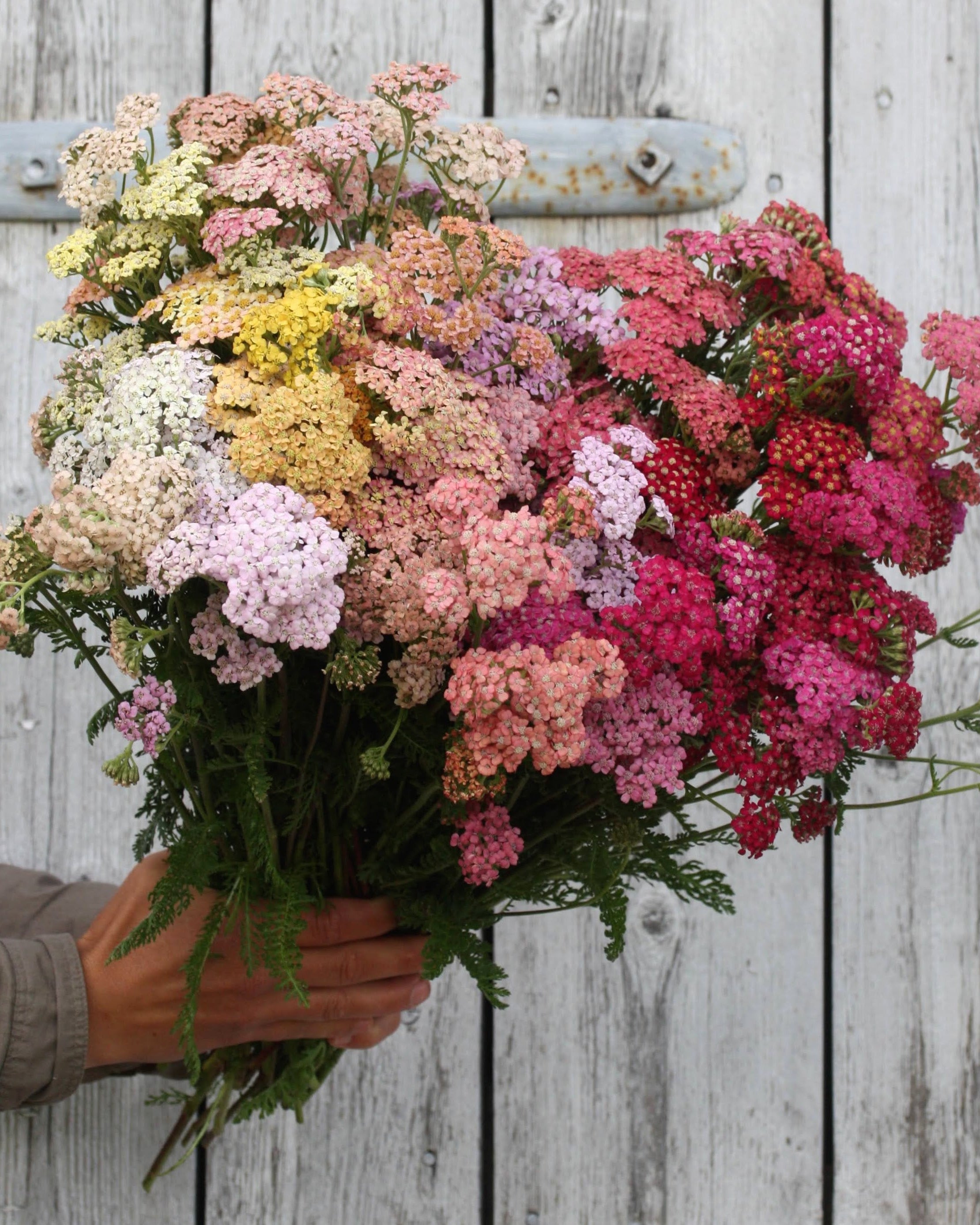 Bakkeryllik Colorado - fargeblanding i rosa, gult og aprikos