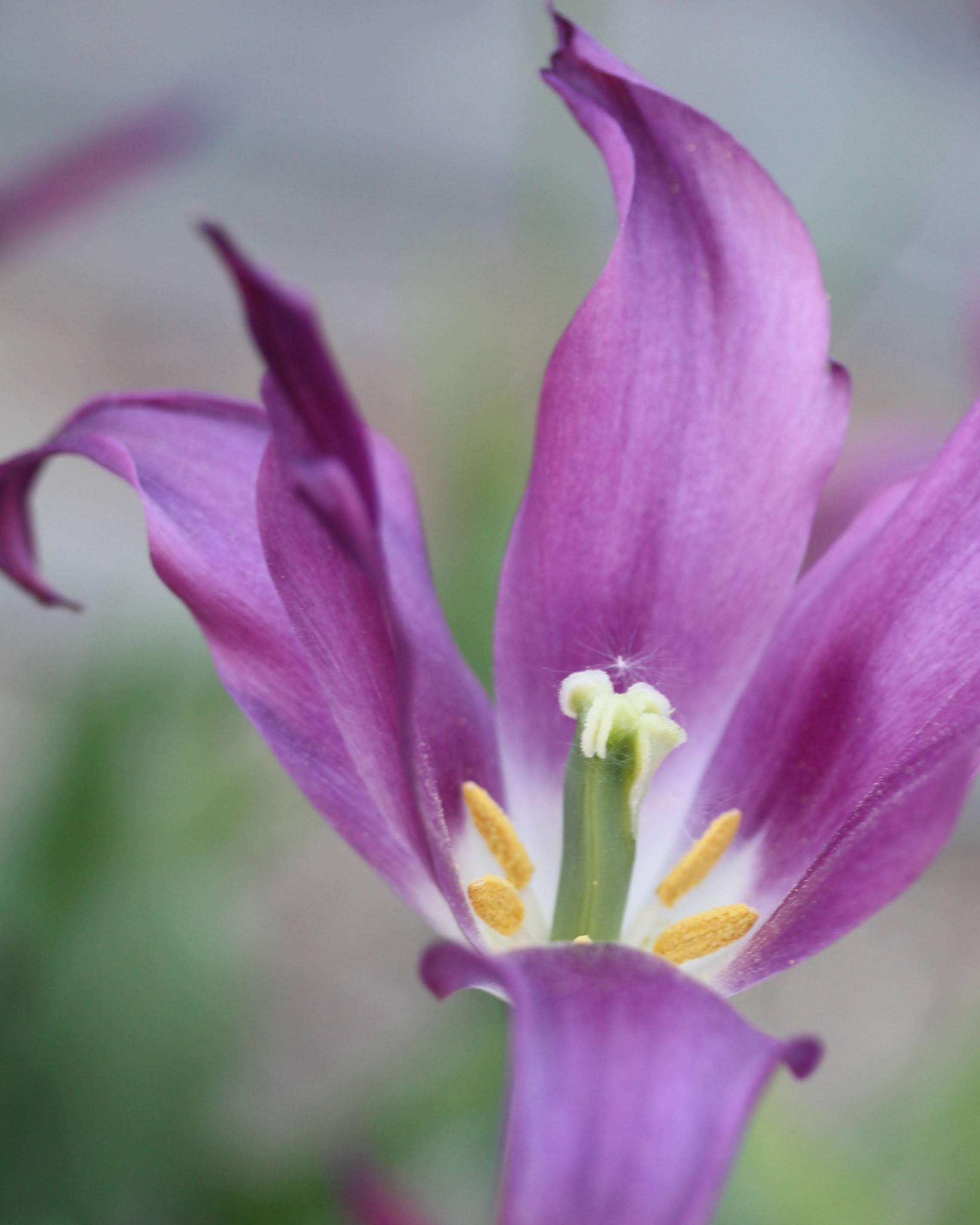 Tulipan Purple Doll – lukket knopp i dyp purpur med slanke kronblad